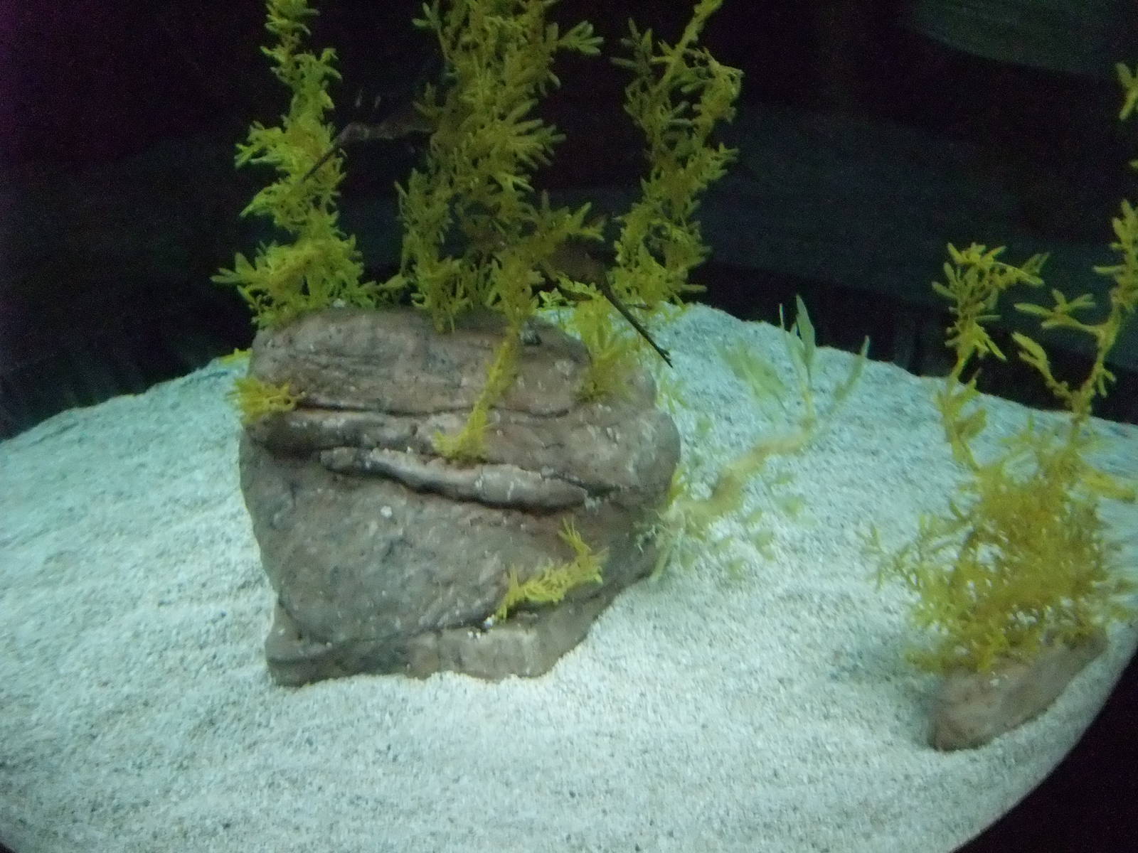 Sea Dragon Tank at Lisbon Oceanarium, 25/05/11
