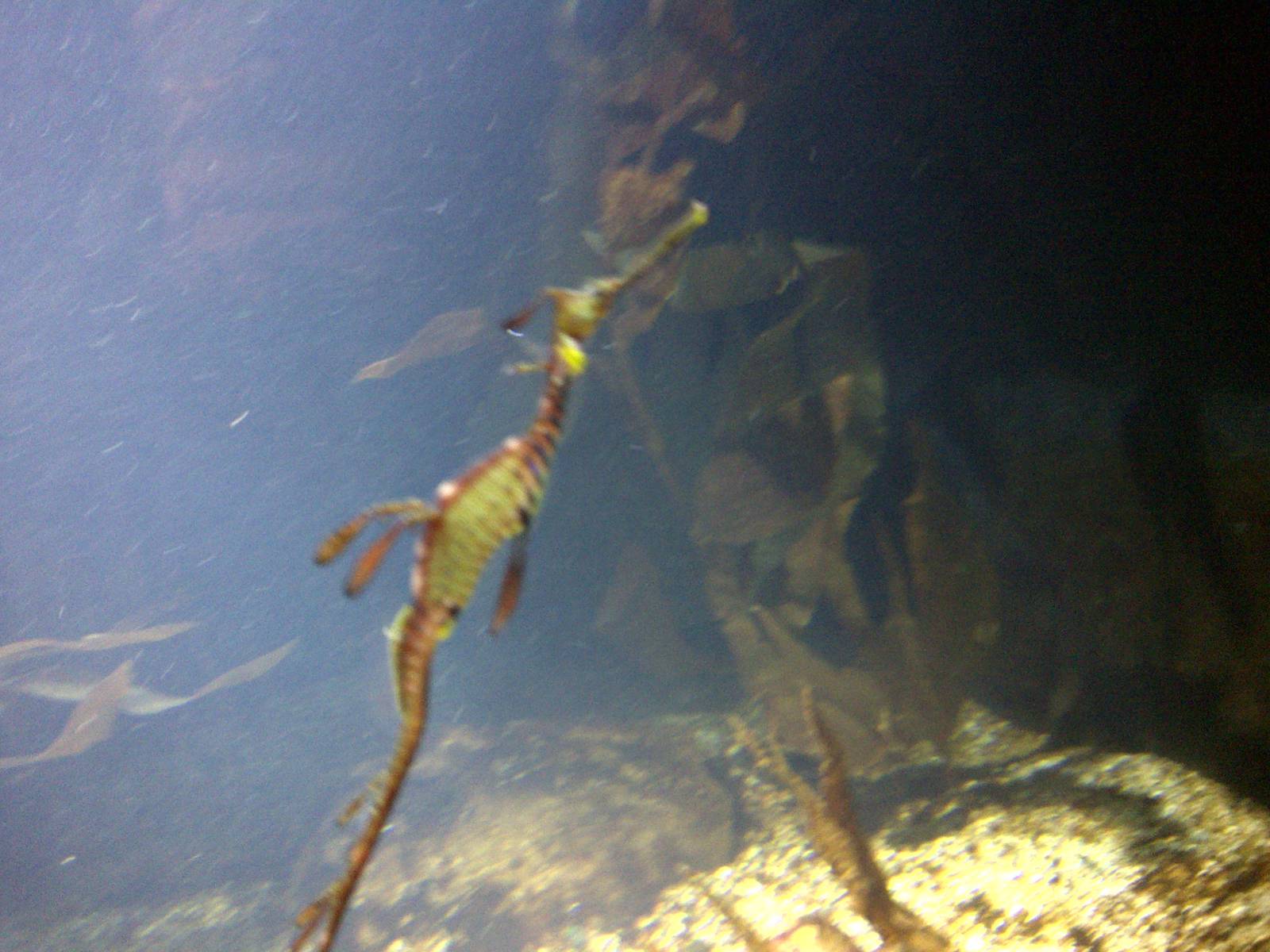 Sea Dragon