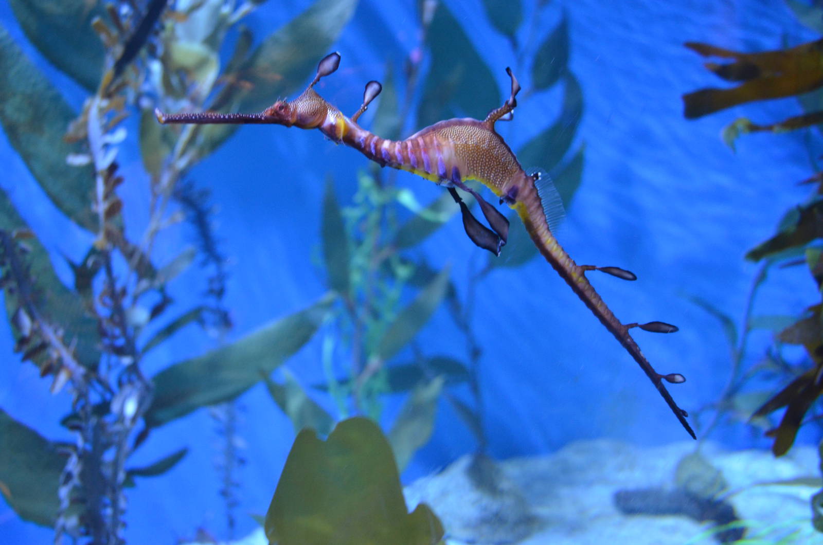 Sea Dragon