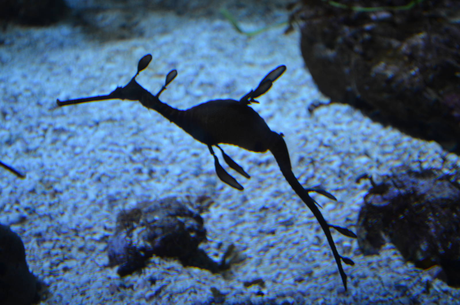 Sea Dragon