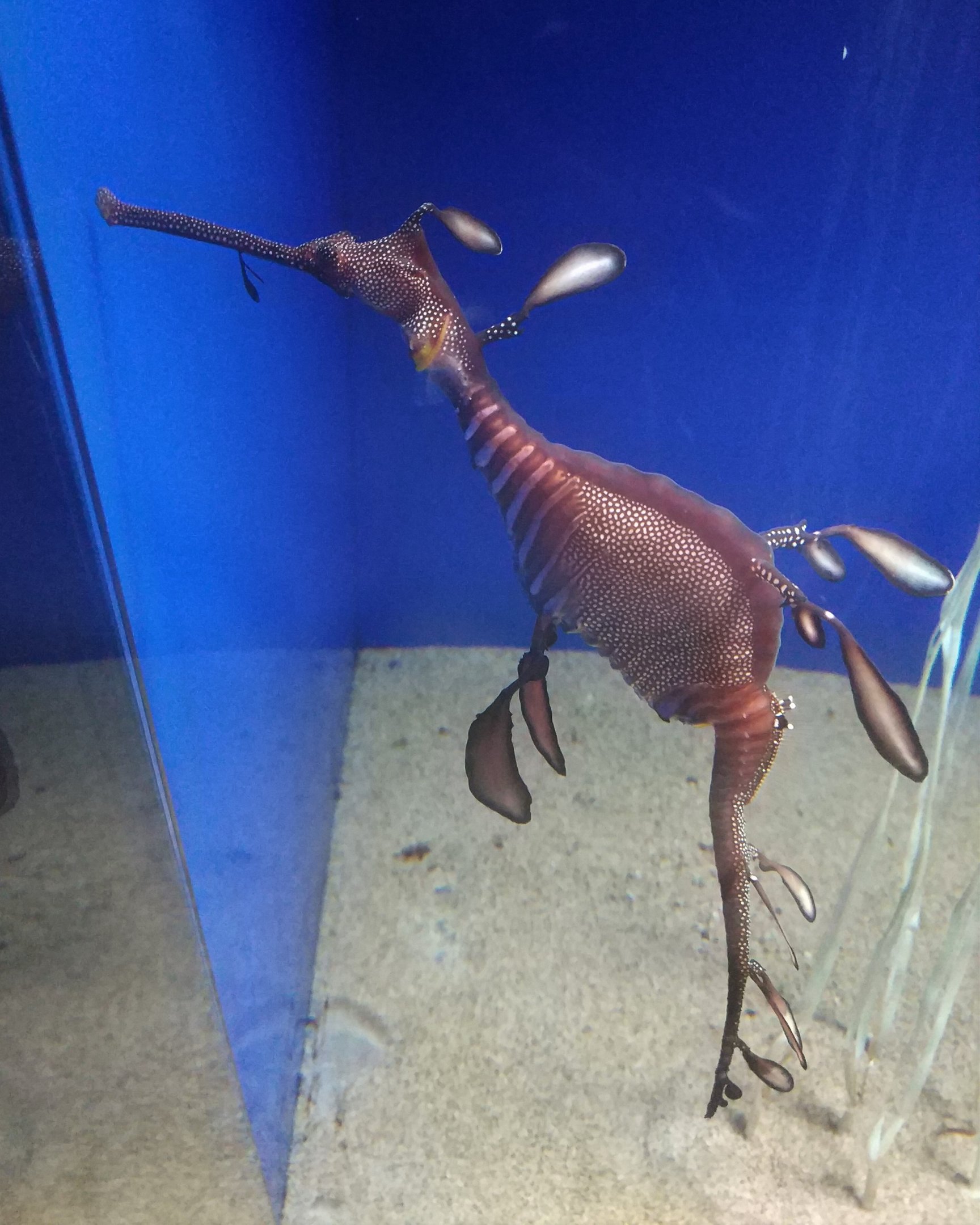 Sea Dragon