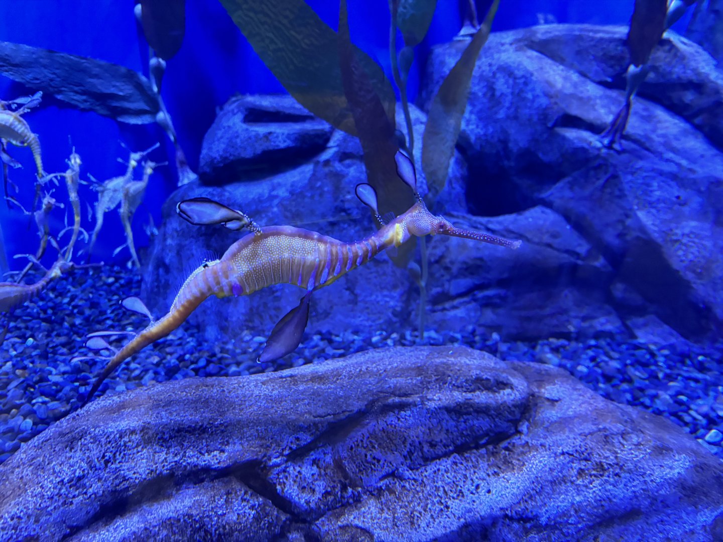 Sea Dragon