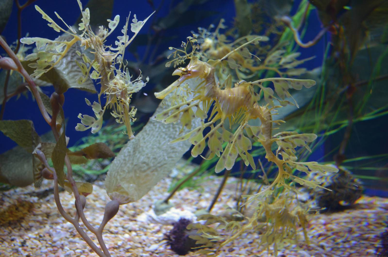 Sea Dragons