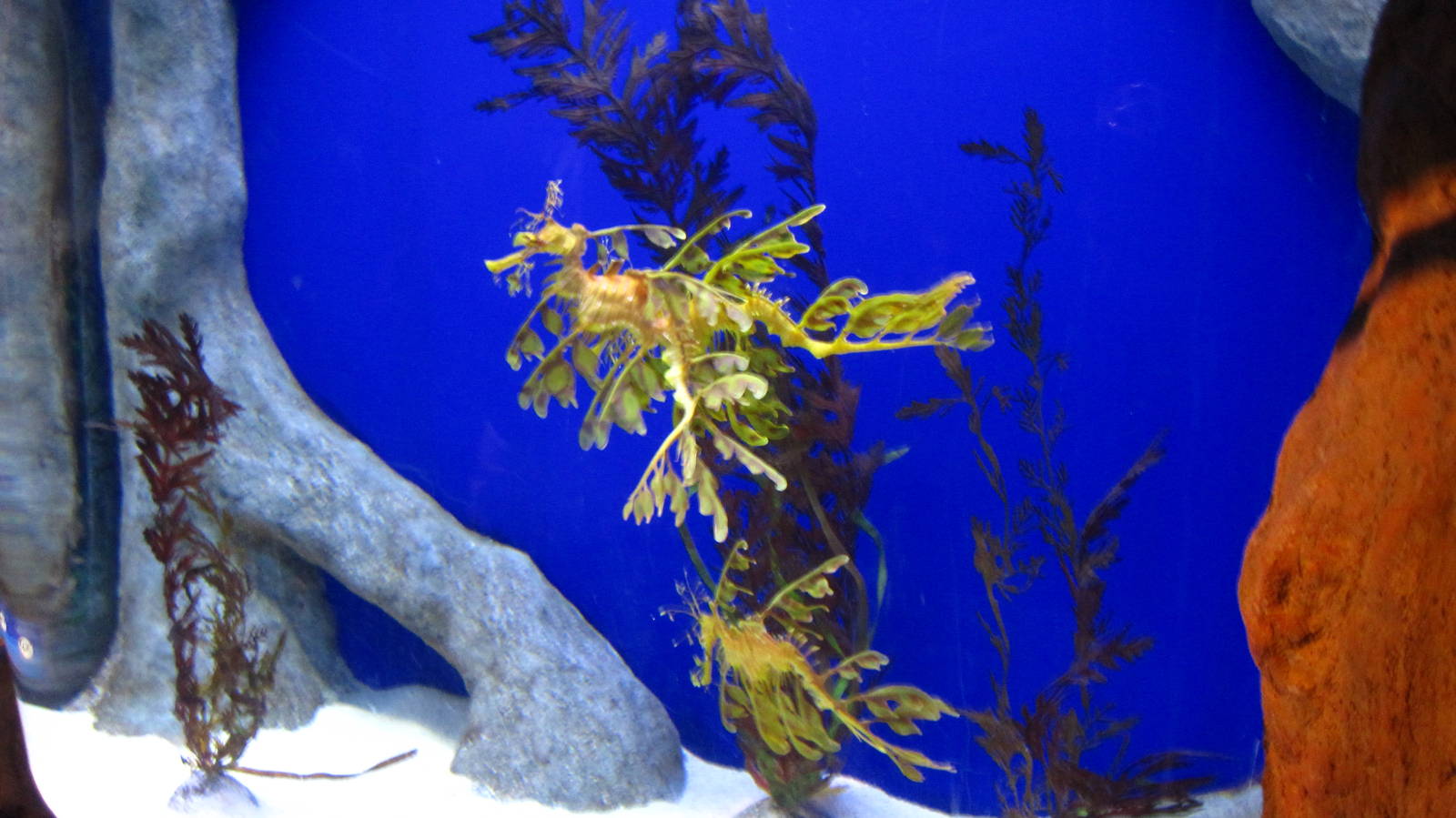 Sea Dragons
