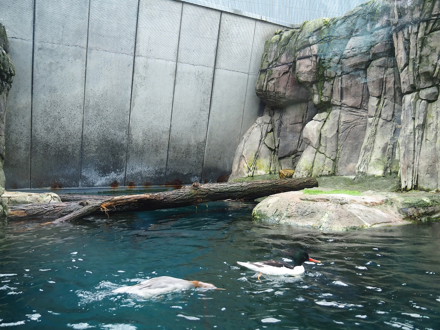 Sea duck and sturgeon exhibit, Former sea otter and harbor seal exhibit, 2024-02-17
