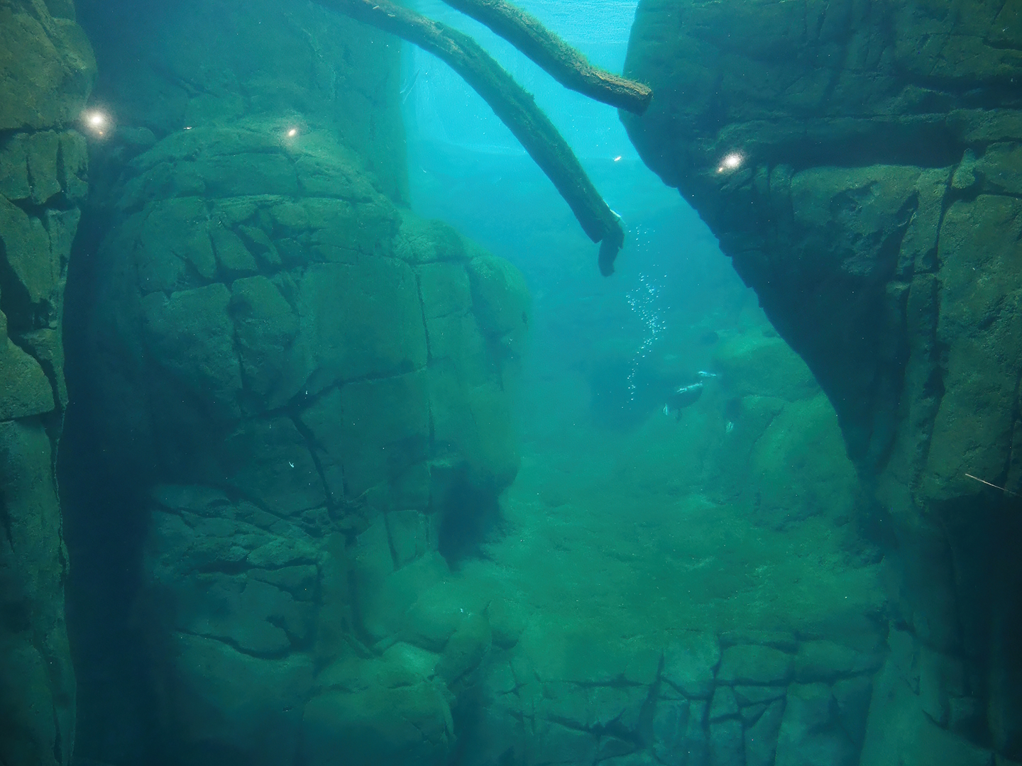 Sea duck and sturgeon exhibit, Former sea otter and harbor seal exhibit, 2024-02-17