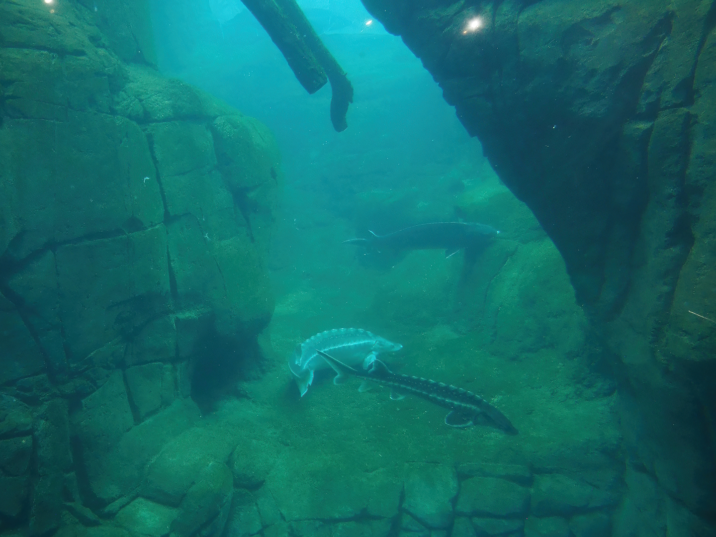 Sea duck and sturgeon exhibit, Former sea otter and harbor seal exhibit, 2024-02-17