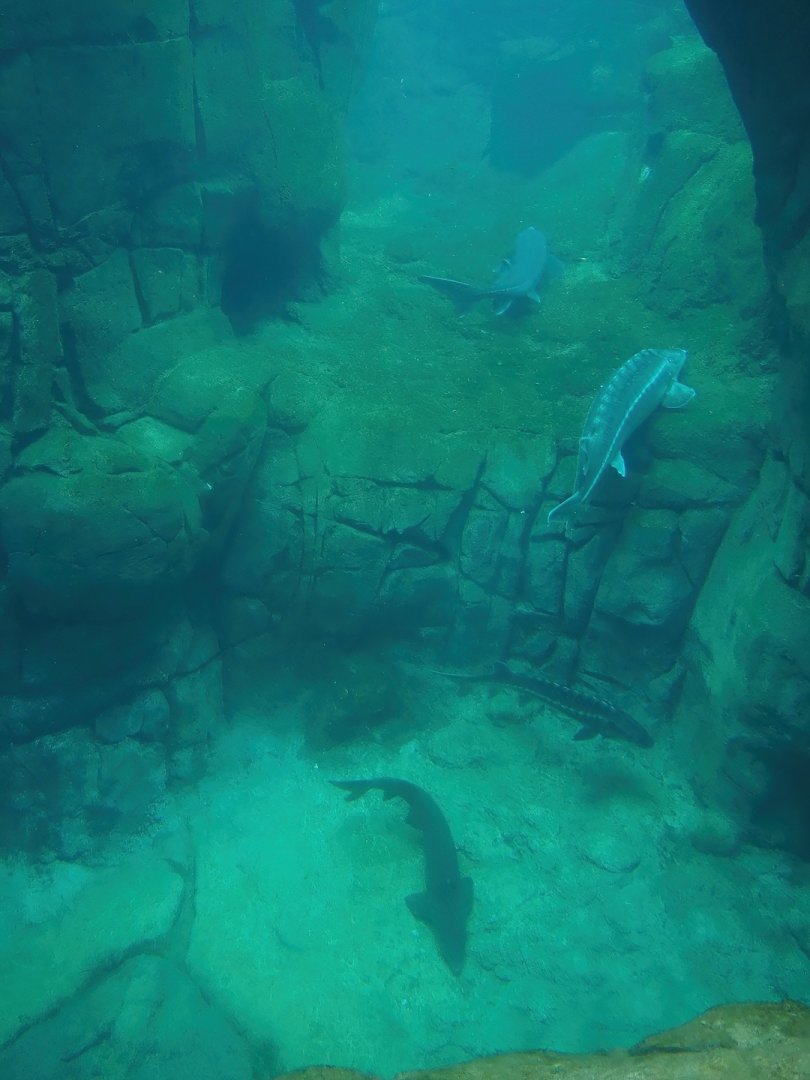 Sea duck and sturgeon exhibit, Former sea otter and harbor seal exhibit, 2024-02-17