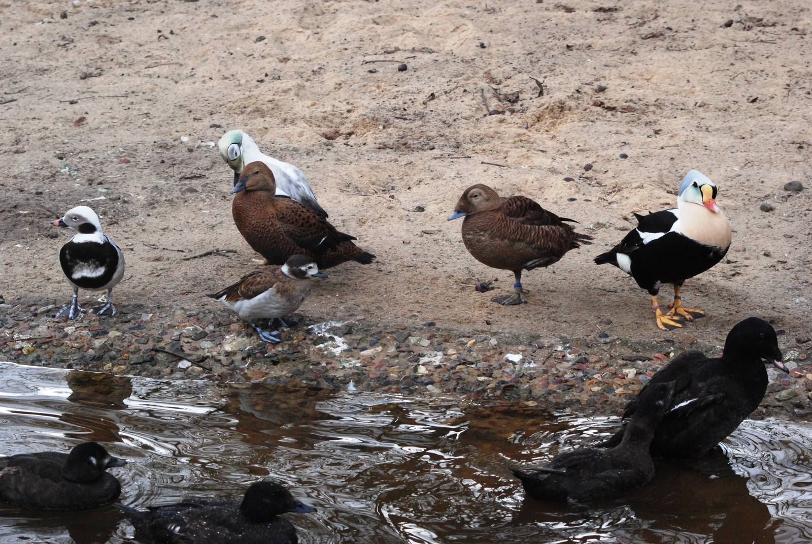 Sea Ducks at Walsrode, 22/03/13