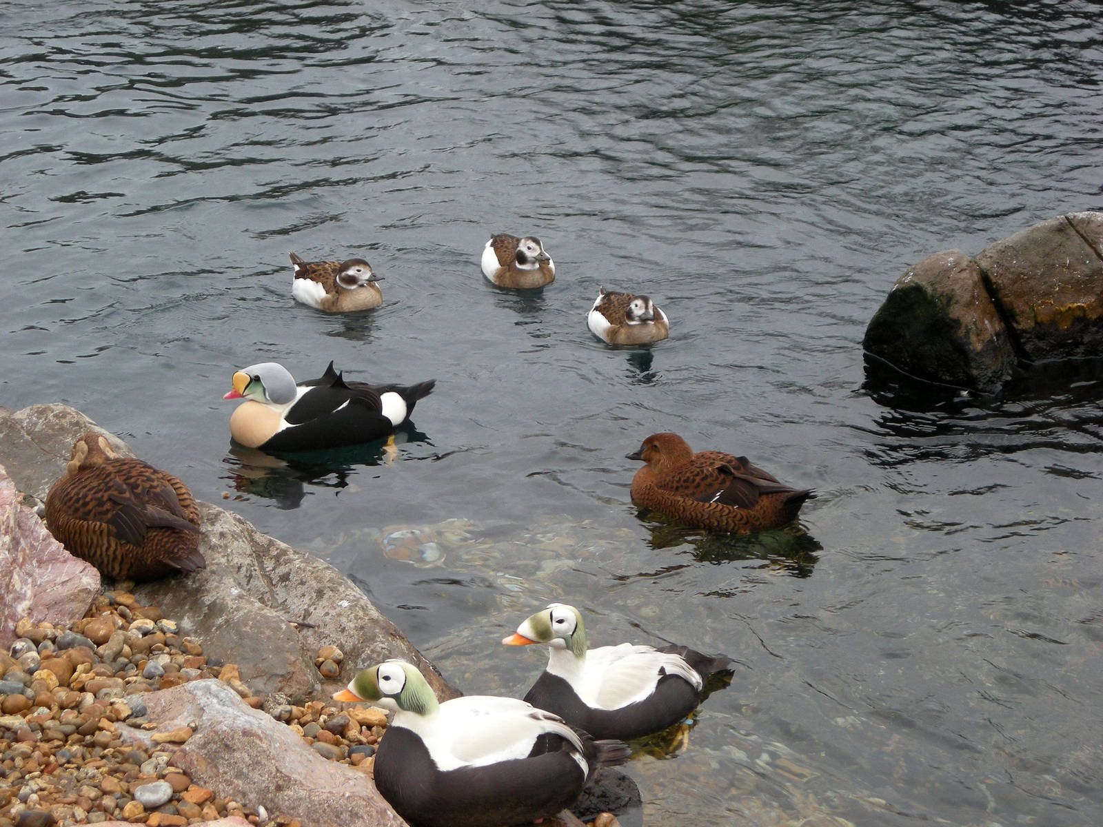 Sea ducks
