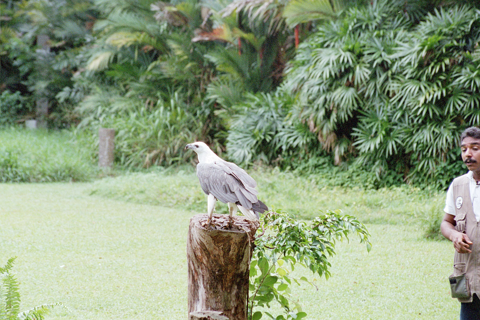 Sea Eagle? - Jul 2000