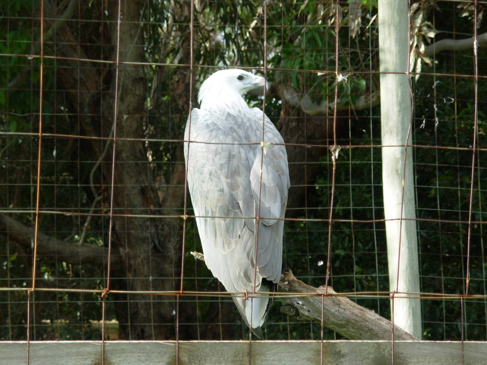 Sea Eagle - Phillip Island Wildlife Park