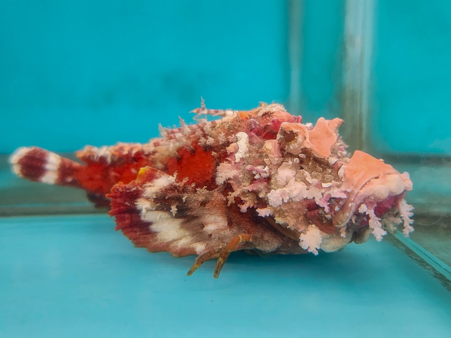 Sea Goblin (Inimicus didactylus)