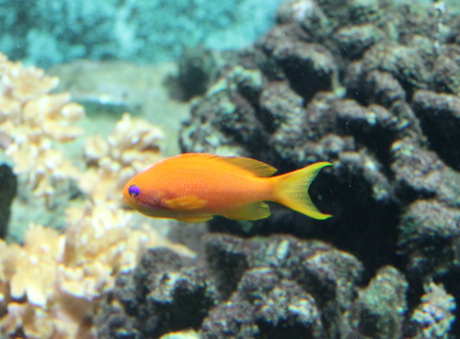 Sea goldie - female