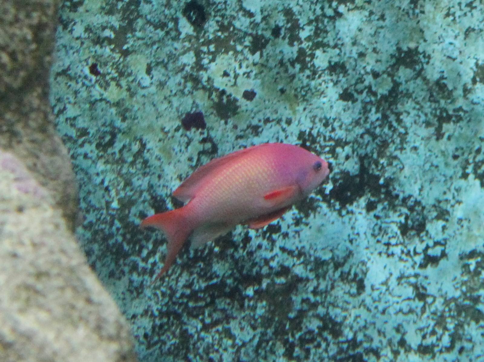 Sea goldie - male
