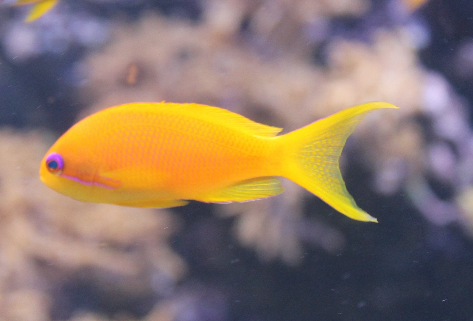 Sea goldie - Pseudanthias squamipinnis