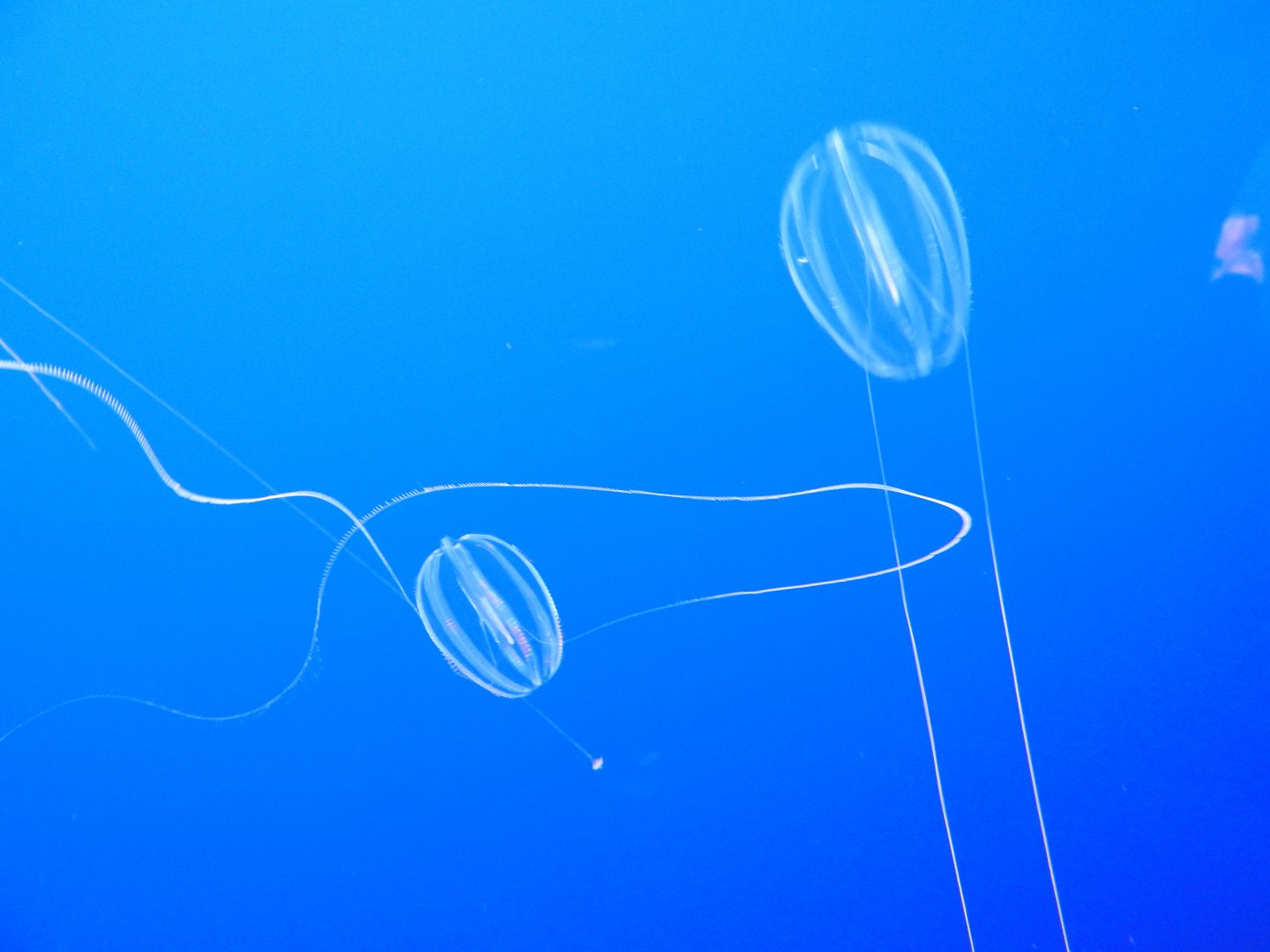 Sea Gooseberries