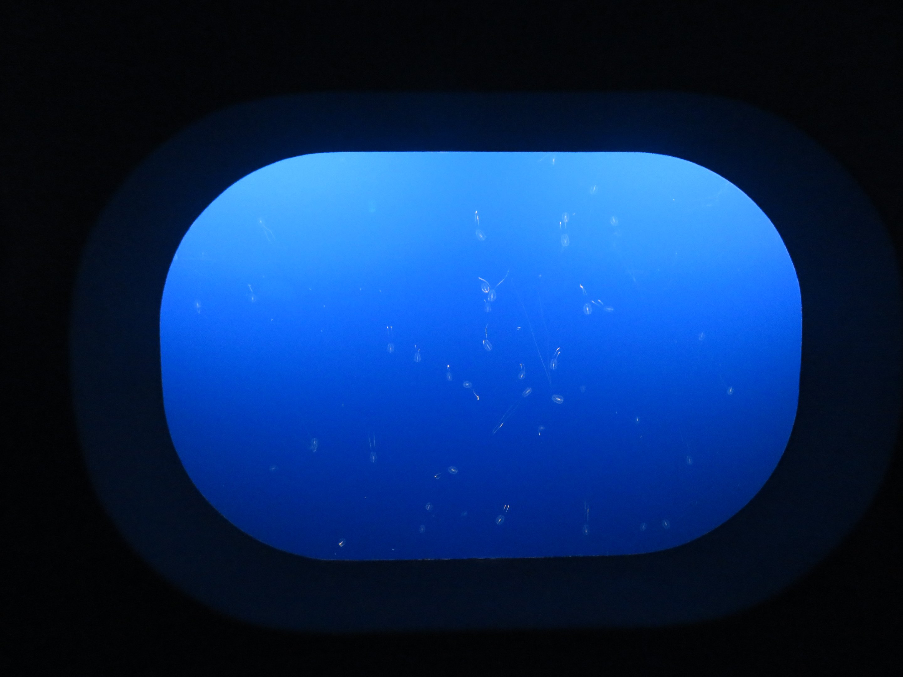 Sea Gooseberry Display