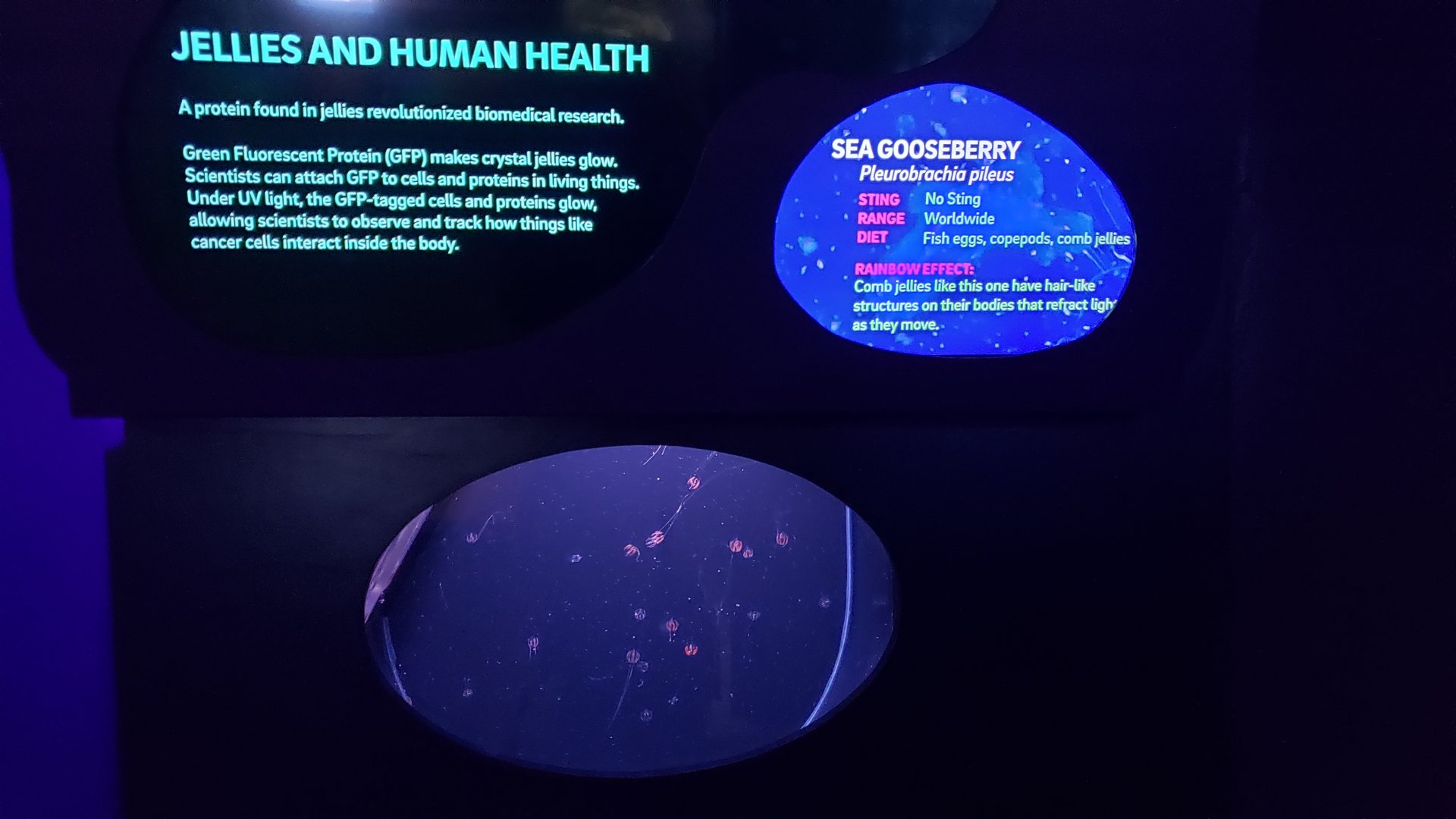 sea gooseberry education