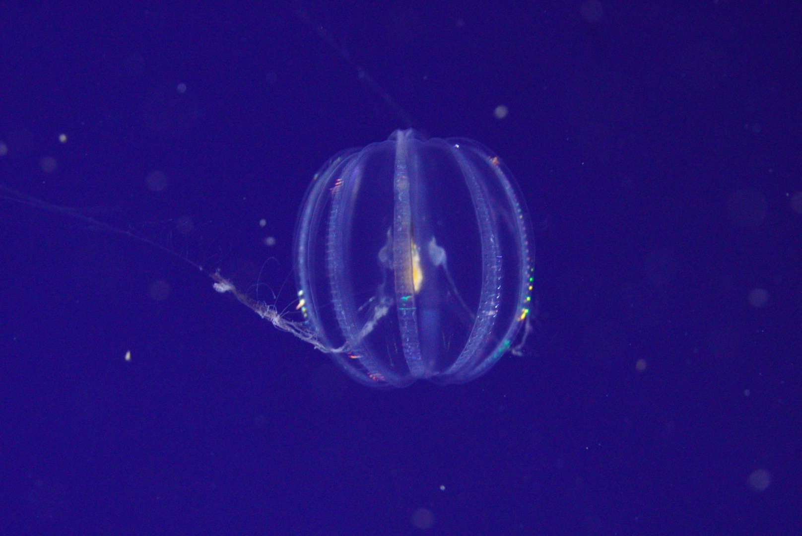 Sea Gooseberry