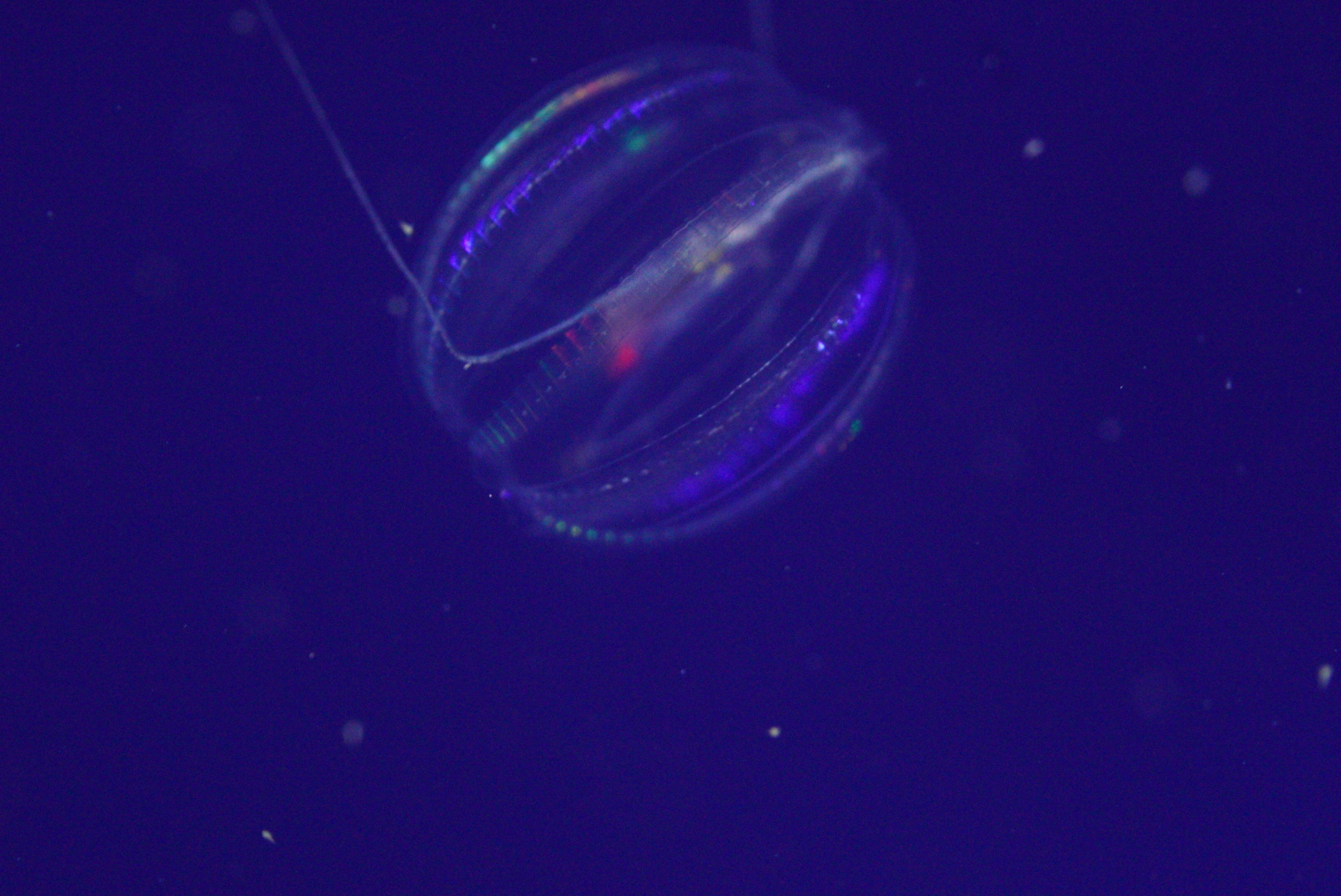 Sea Gooseberry