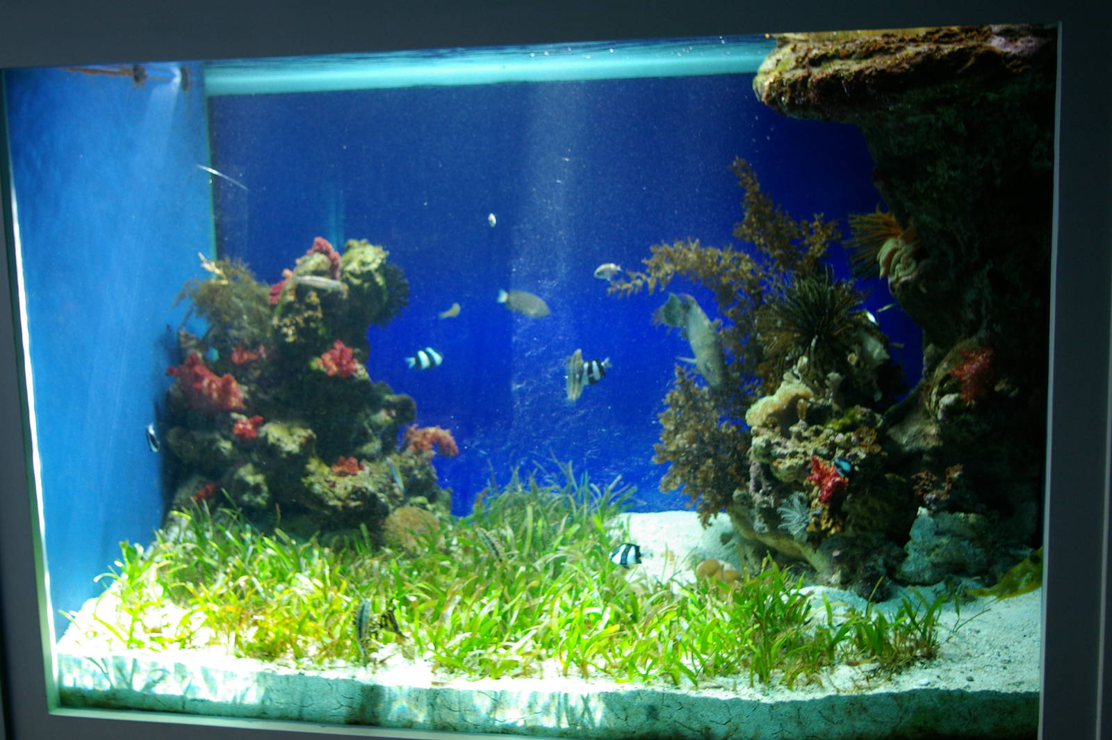 sea-grass tank