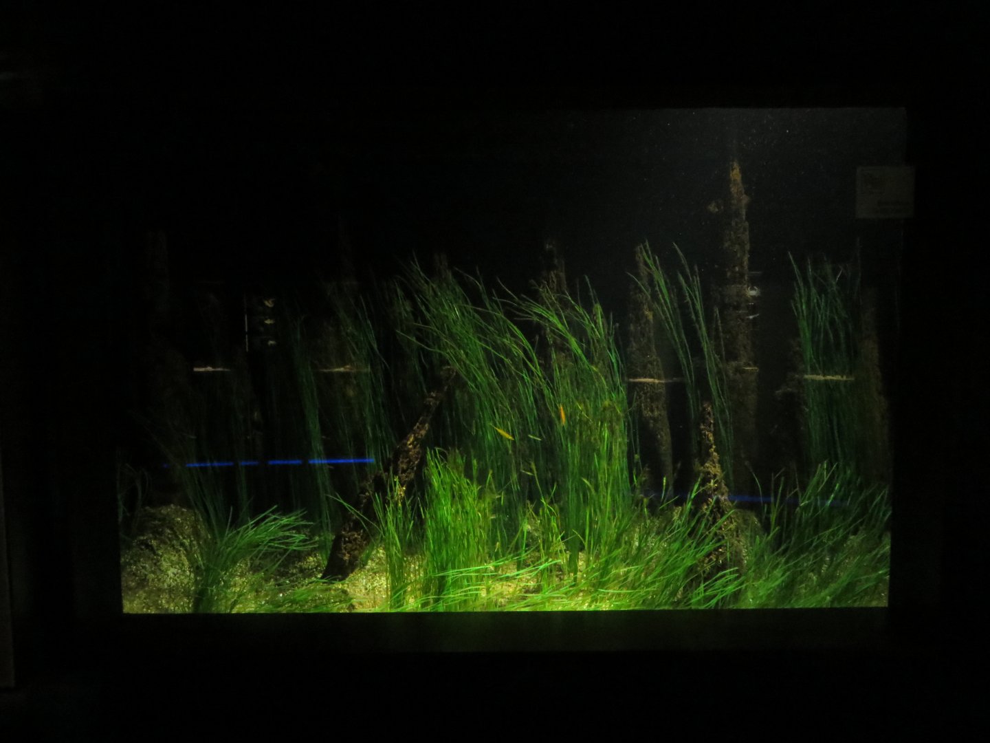Sea grass tank
