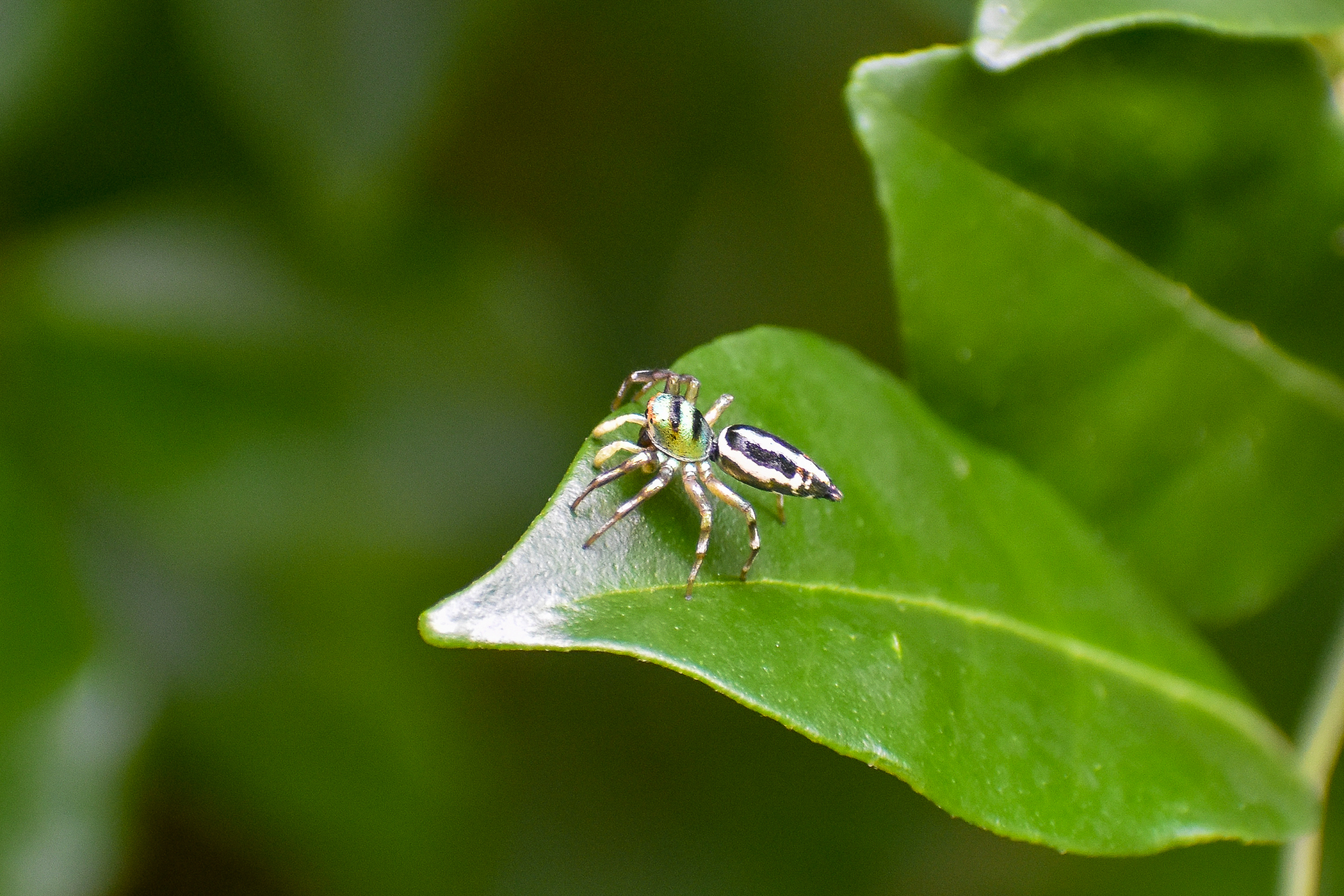 Sea-green Jumping Spider (Cosmophasis thalassina)