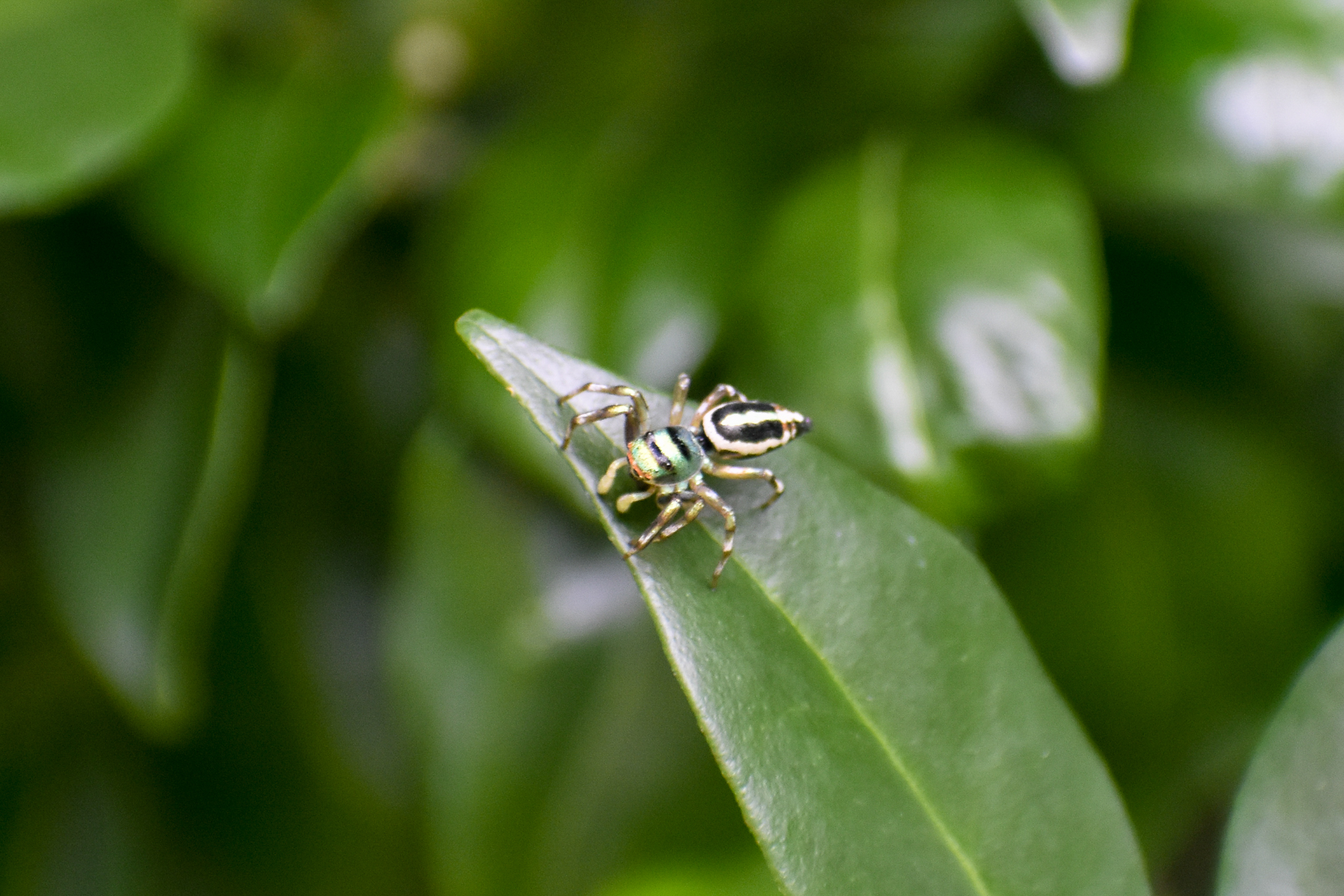 Sea-green Jumping Spider (Cosmophasis thalassina)