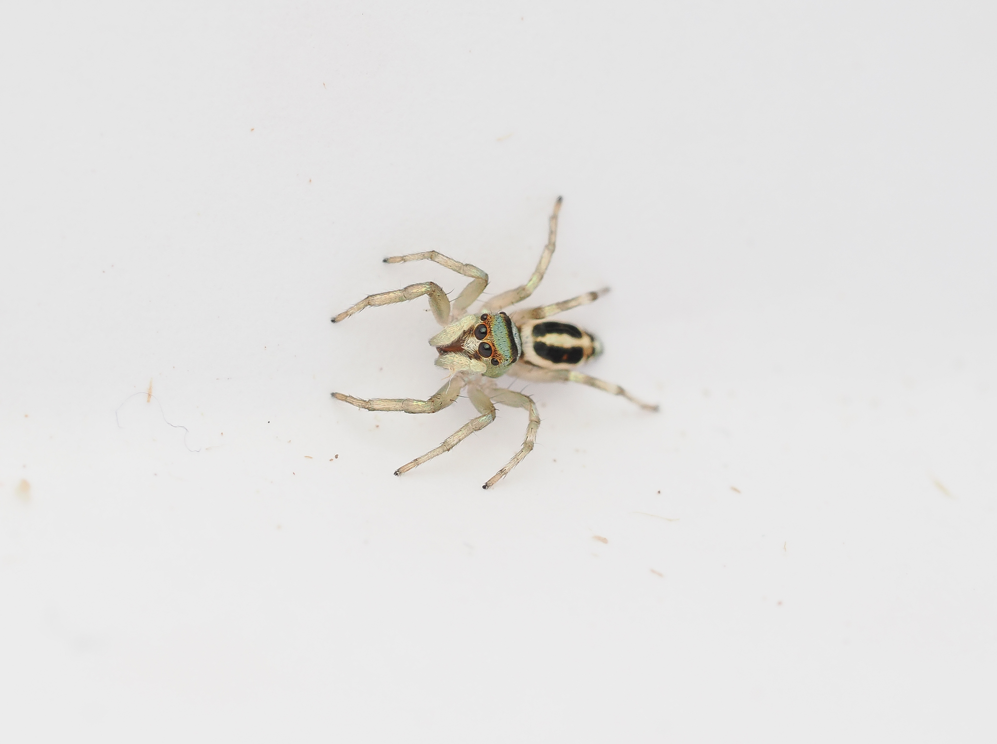 Sea-Green Northern Jumper