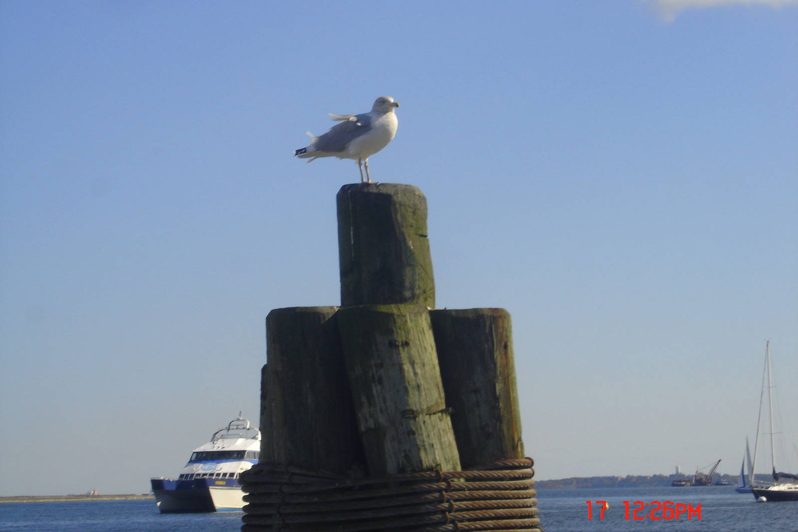 Sea Gull