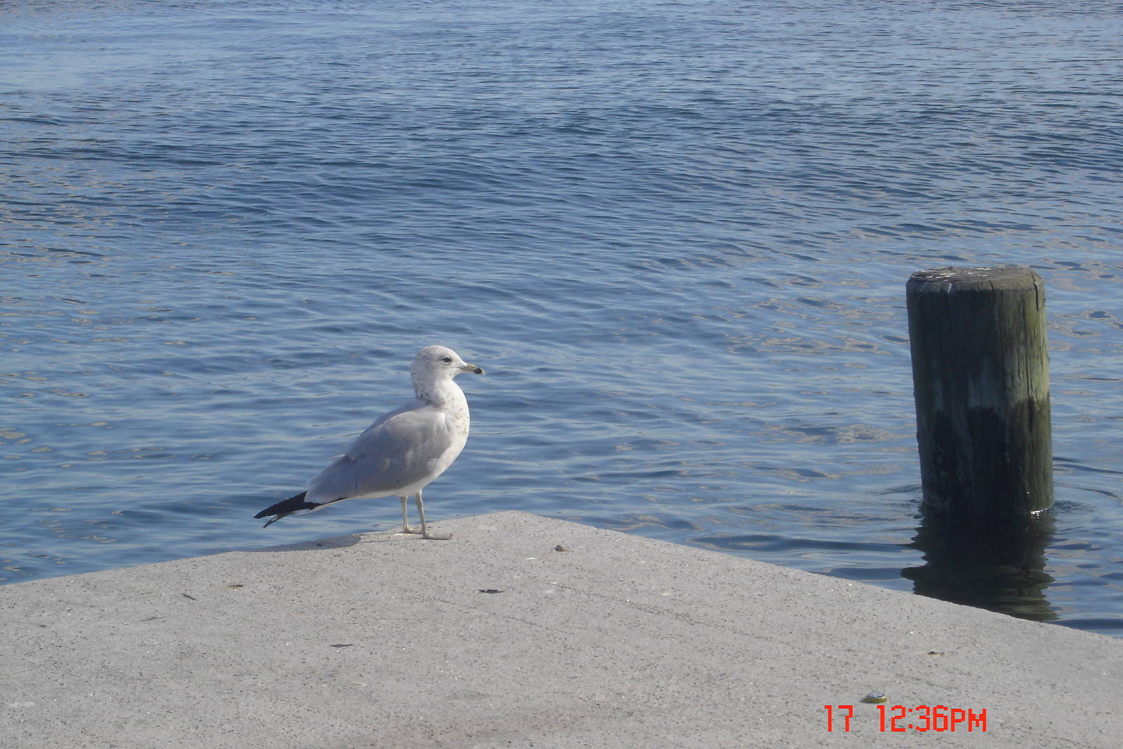 Sea Gull