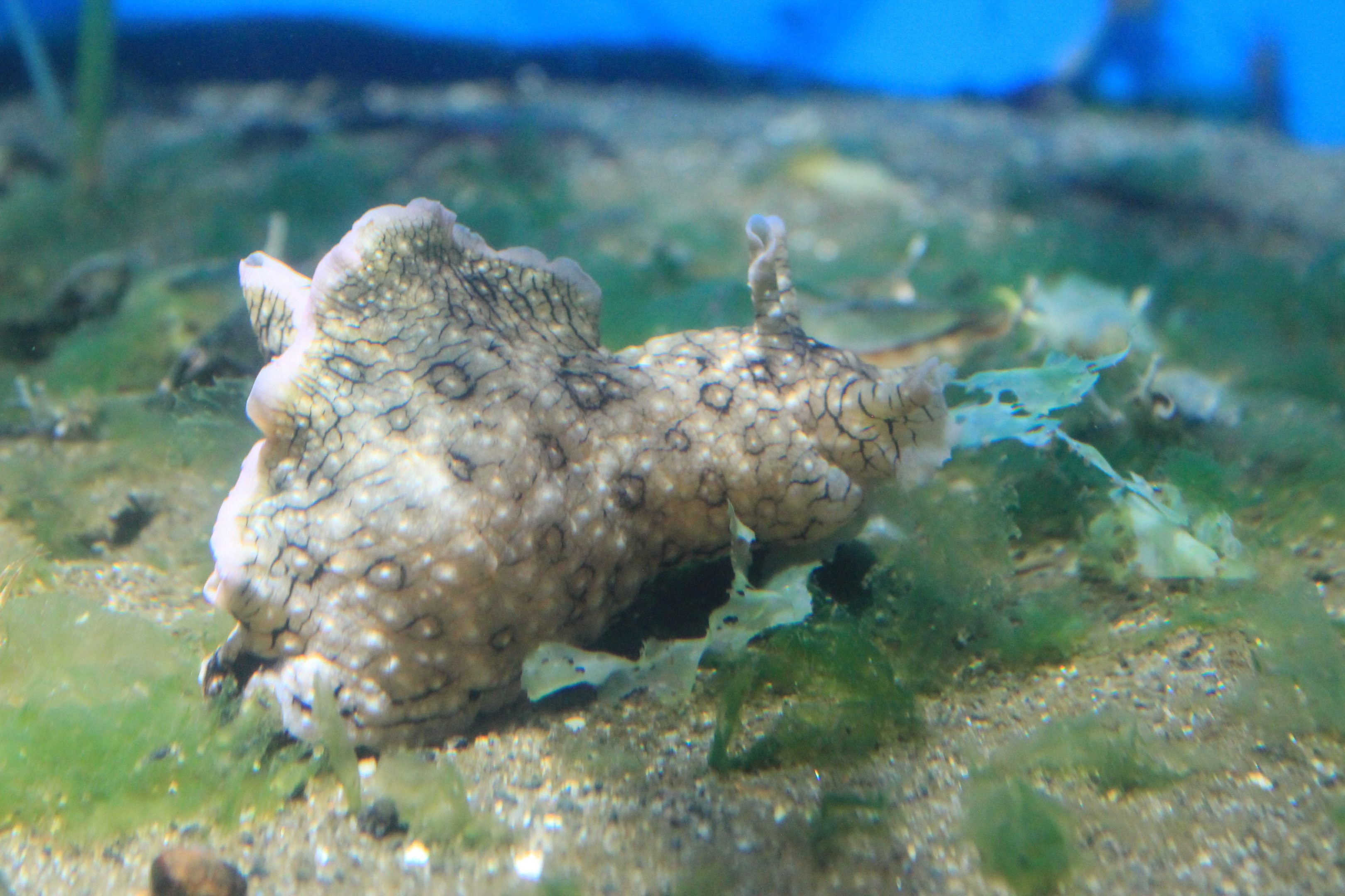 Sea Hare (Aplysia argus)