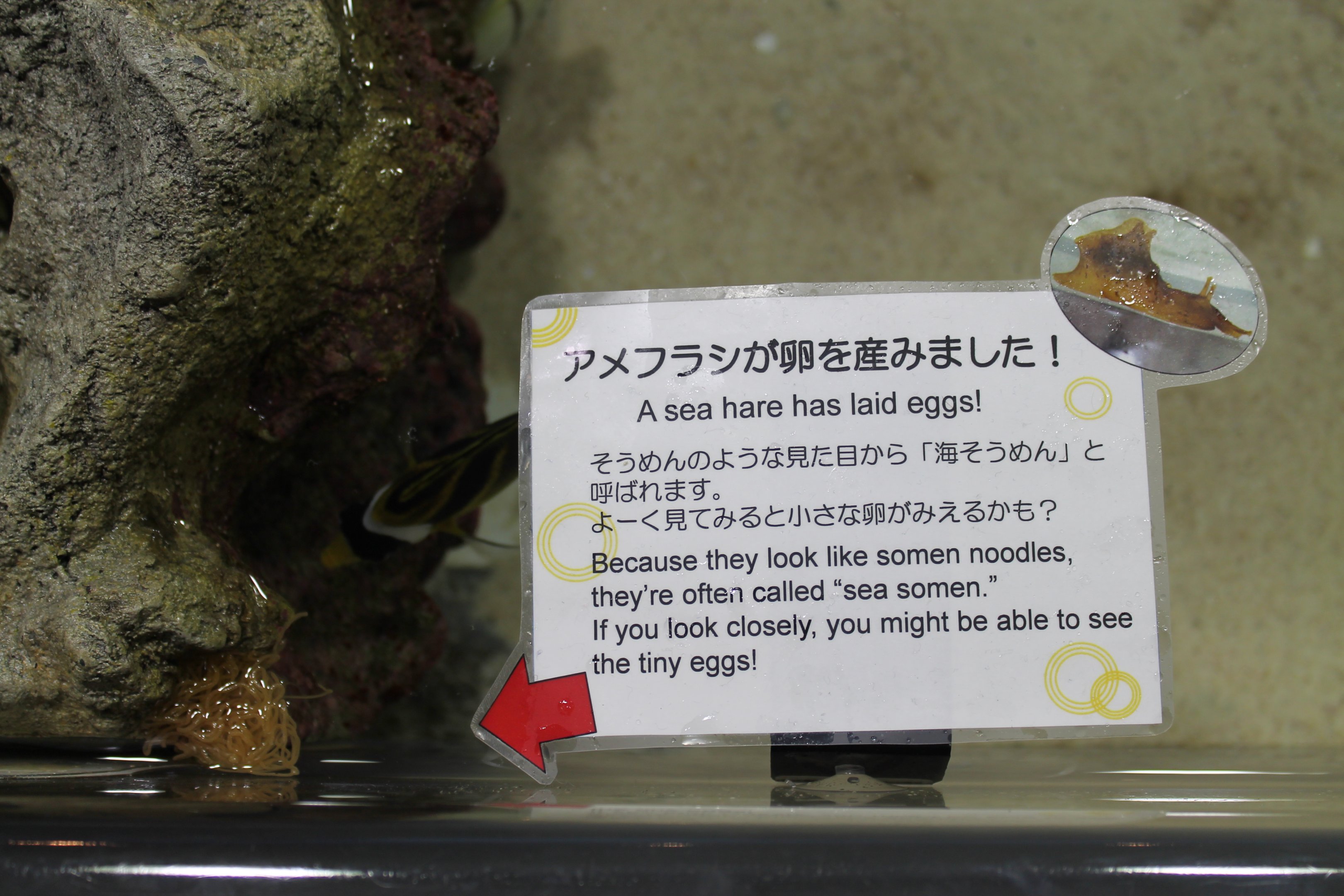 Sea Hare eggs in Touch Pool