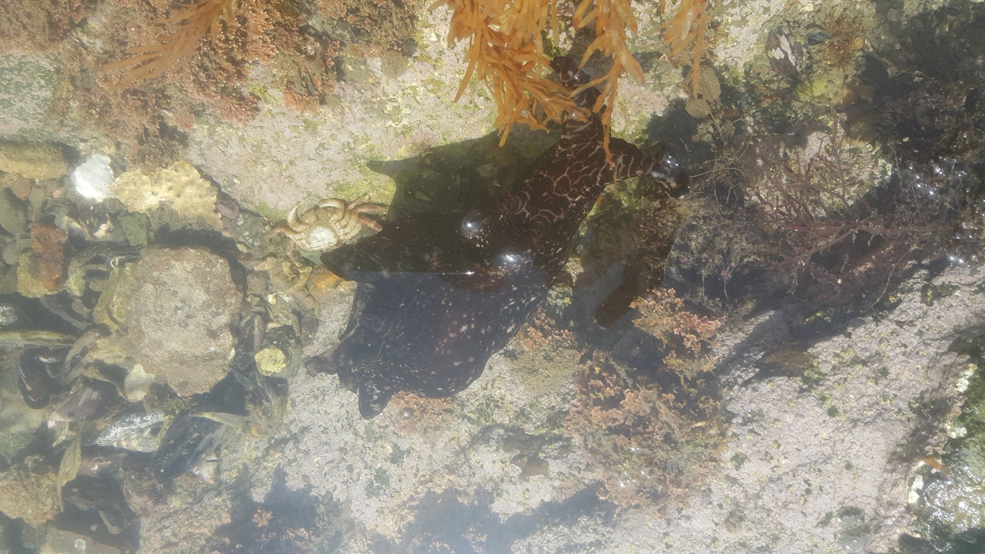 Sea Hare