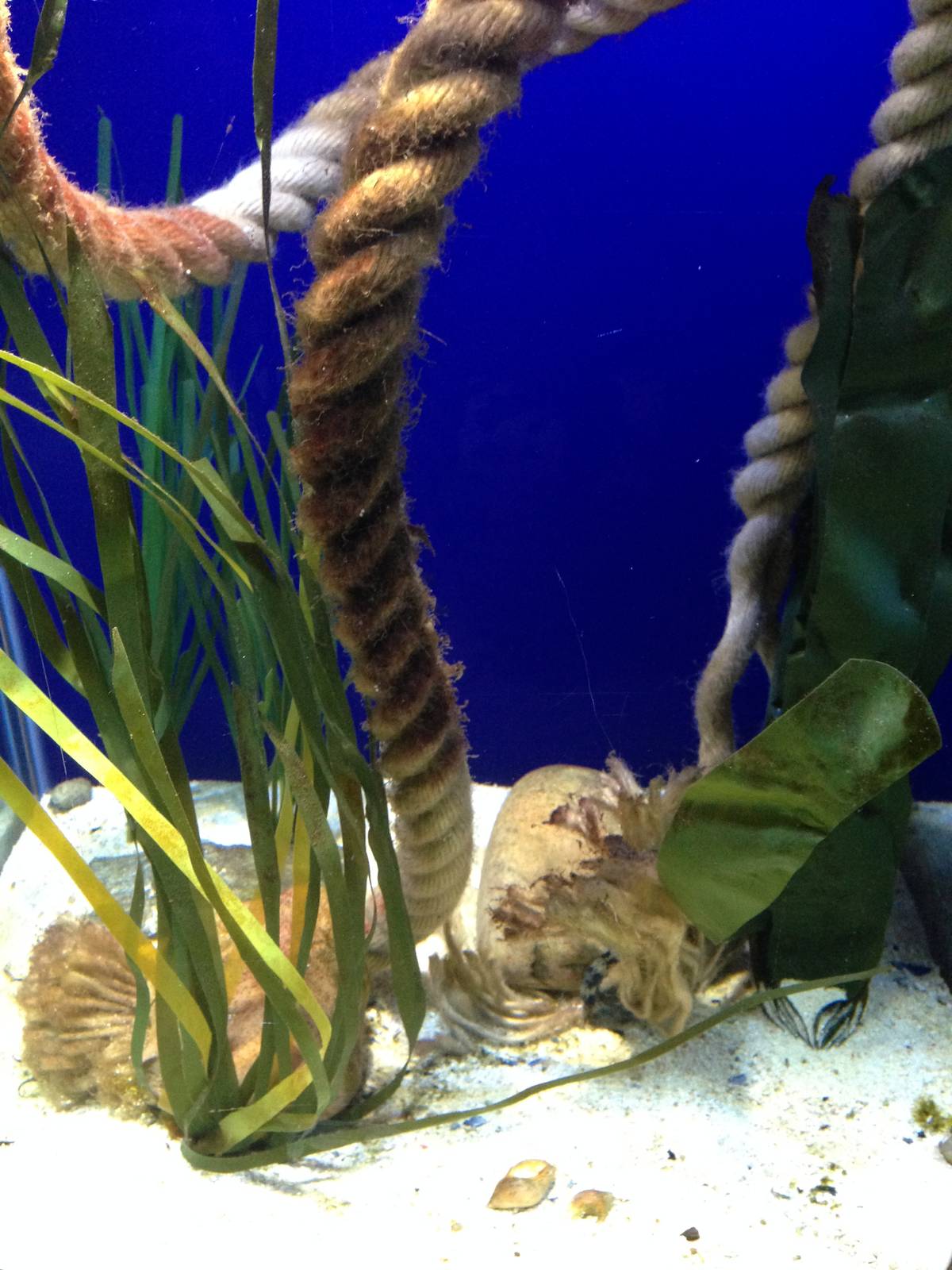 Sea Horse and Shrimp Tank at Blue Planet Aquarium - 05/10/2013
