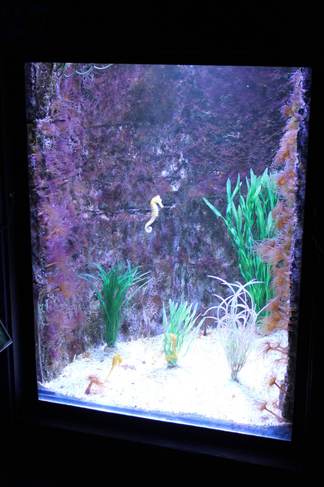 Sea horse aquarium