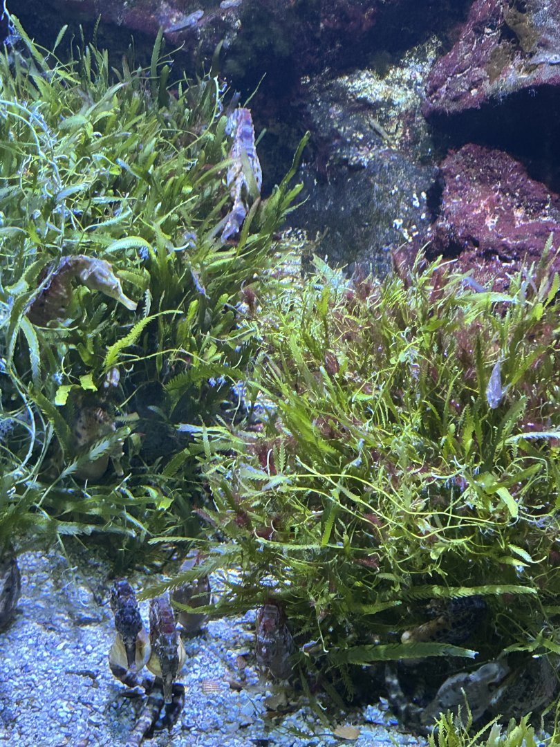 Sea horse aquarium