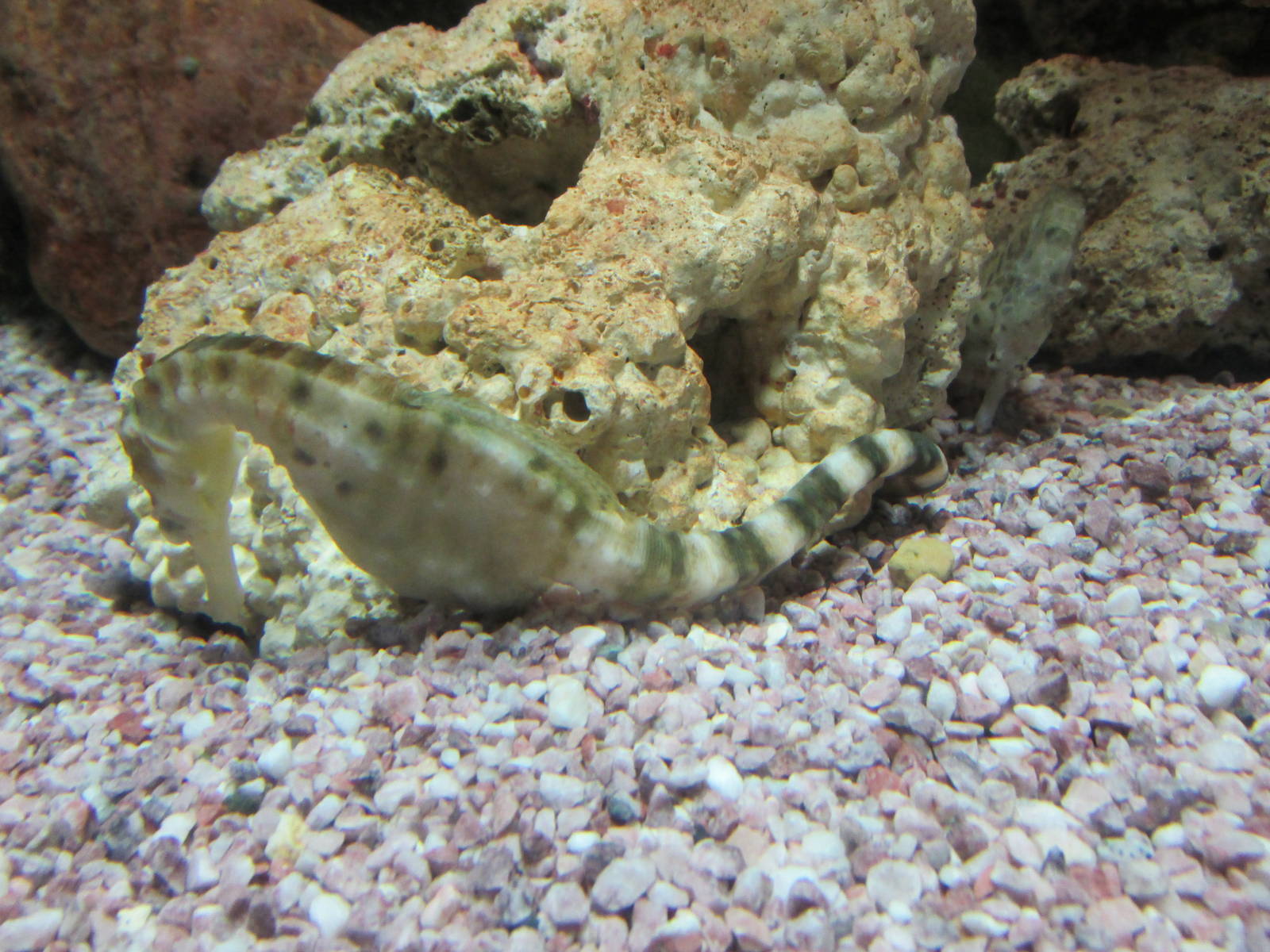 sea horse brookfield zoo