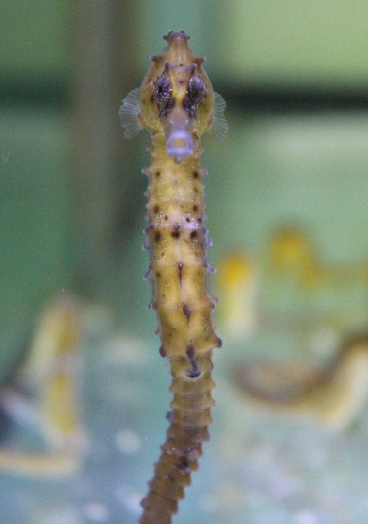 Sea-horse - frontside
