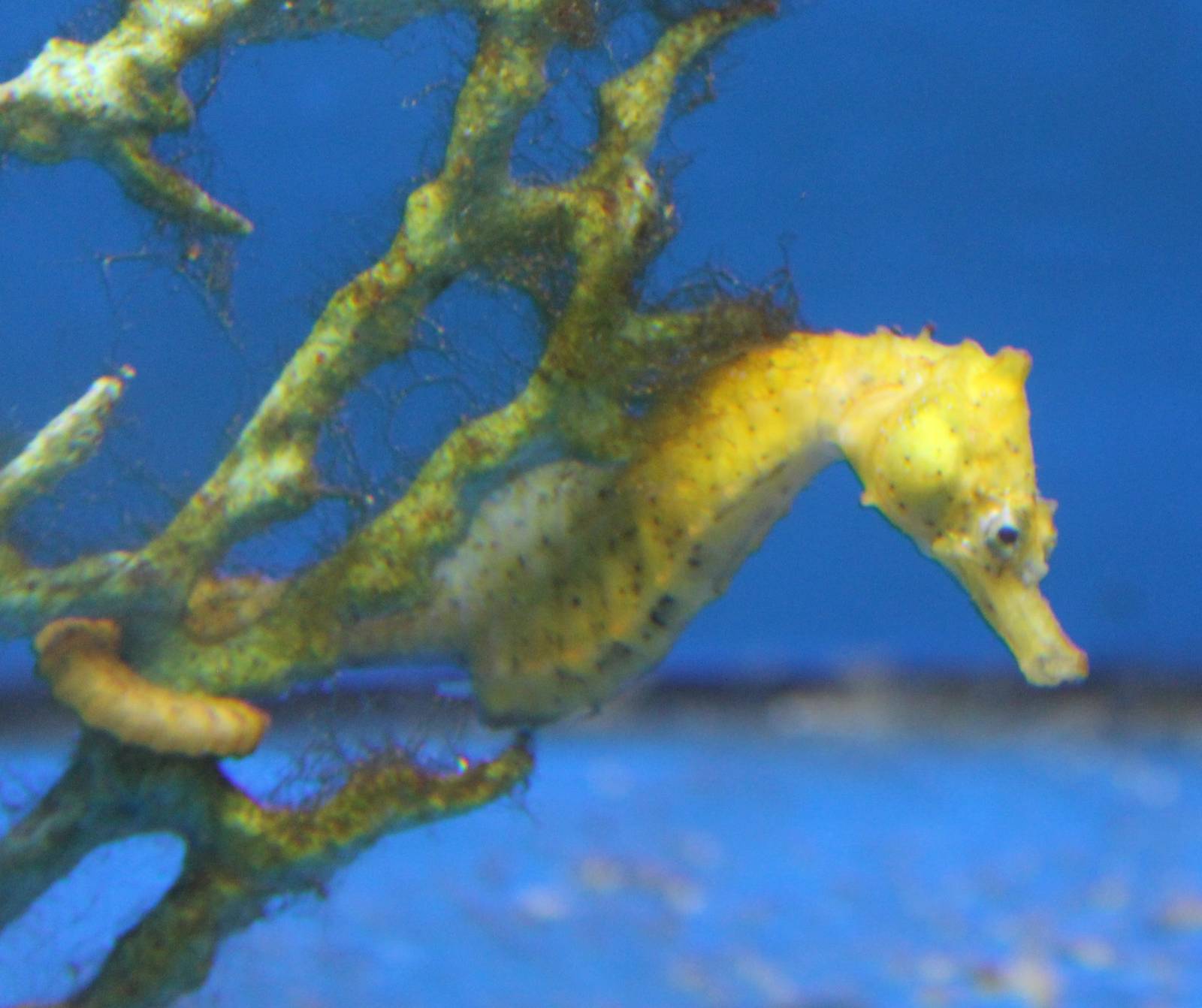Sea horse ID