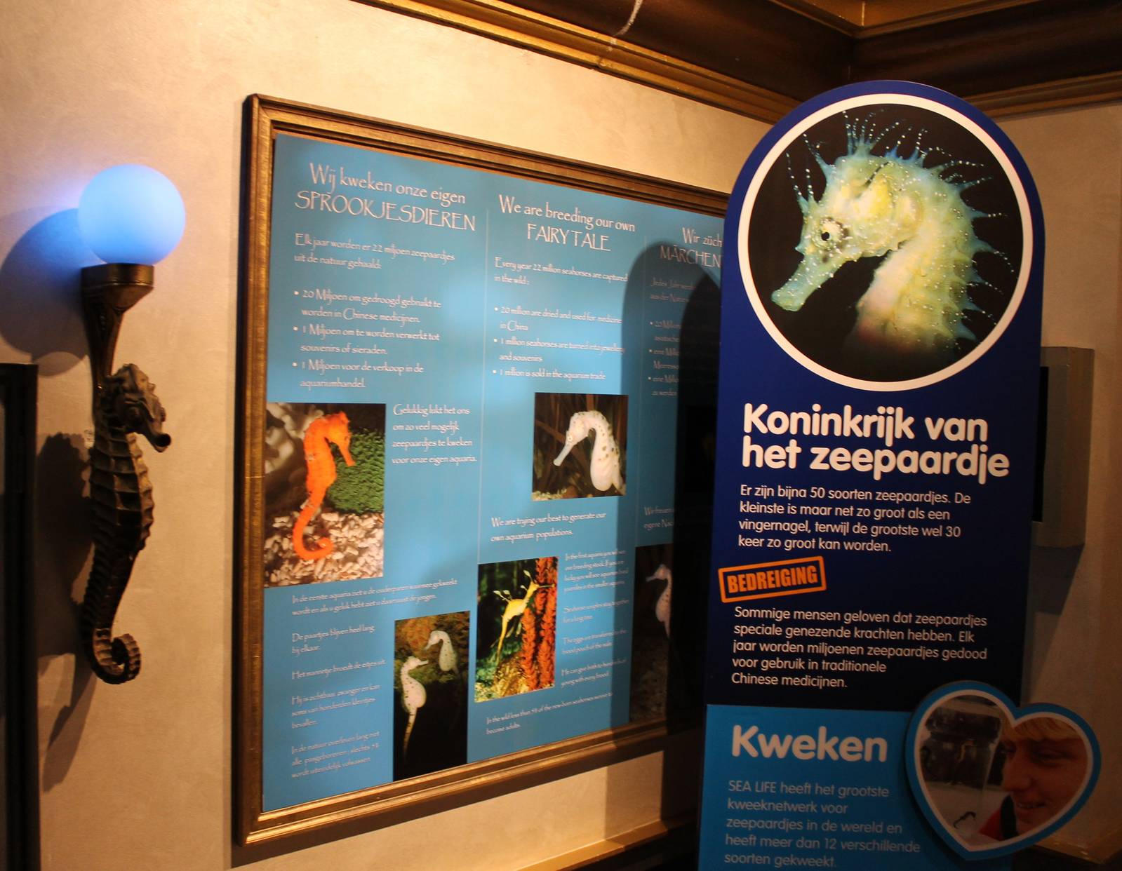 Sea horse information