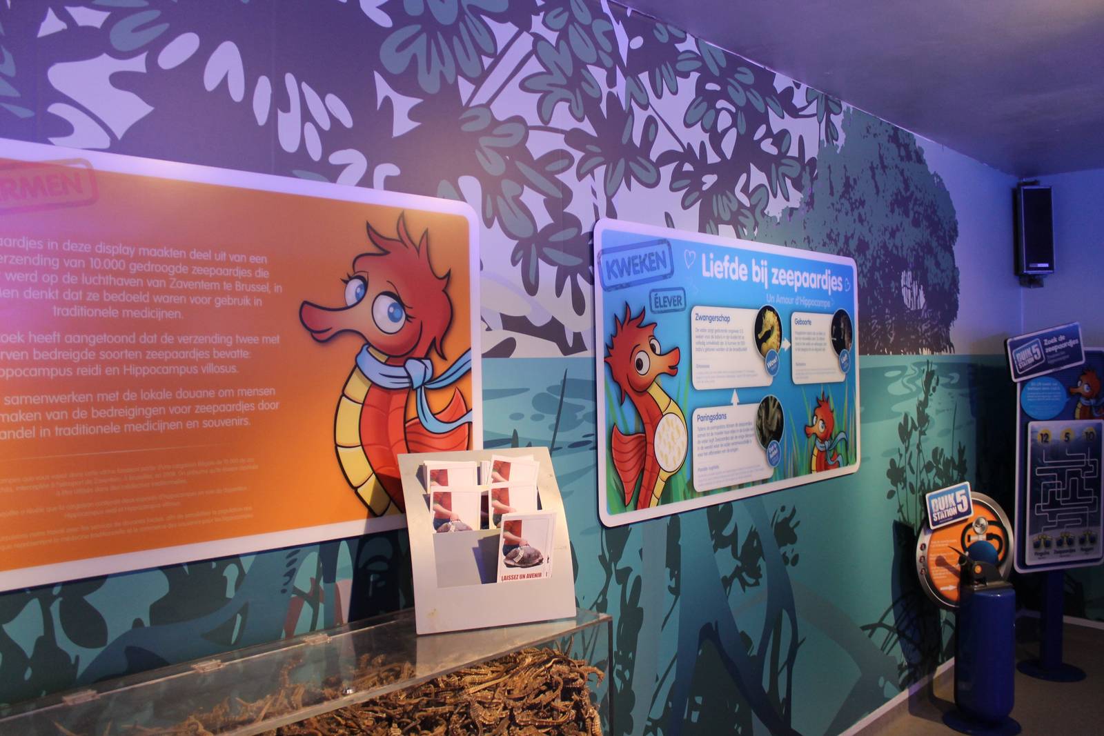 Sea horse information