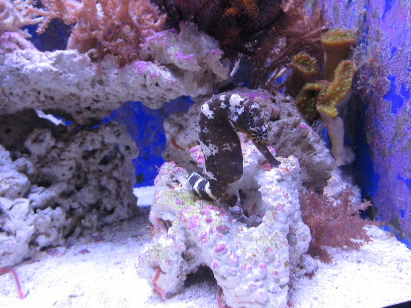 sea horse january 2017