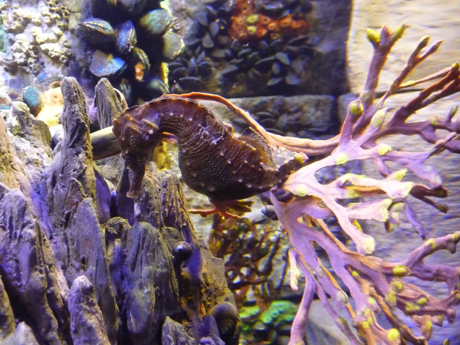 sea horse new england aquarium