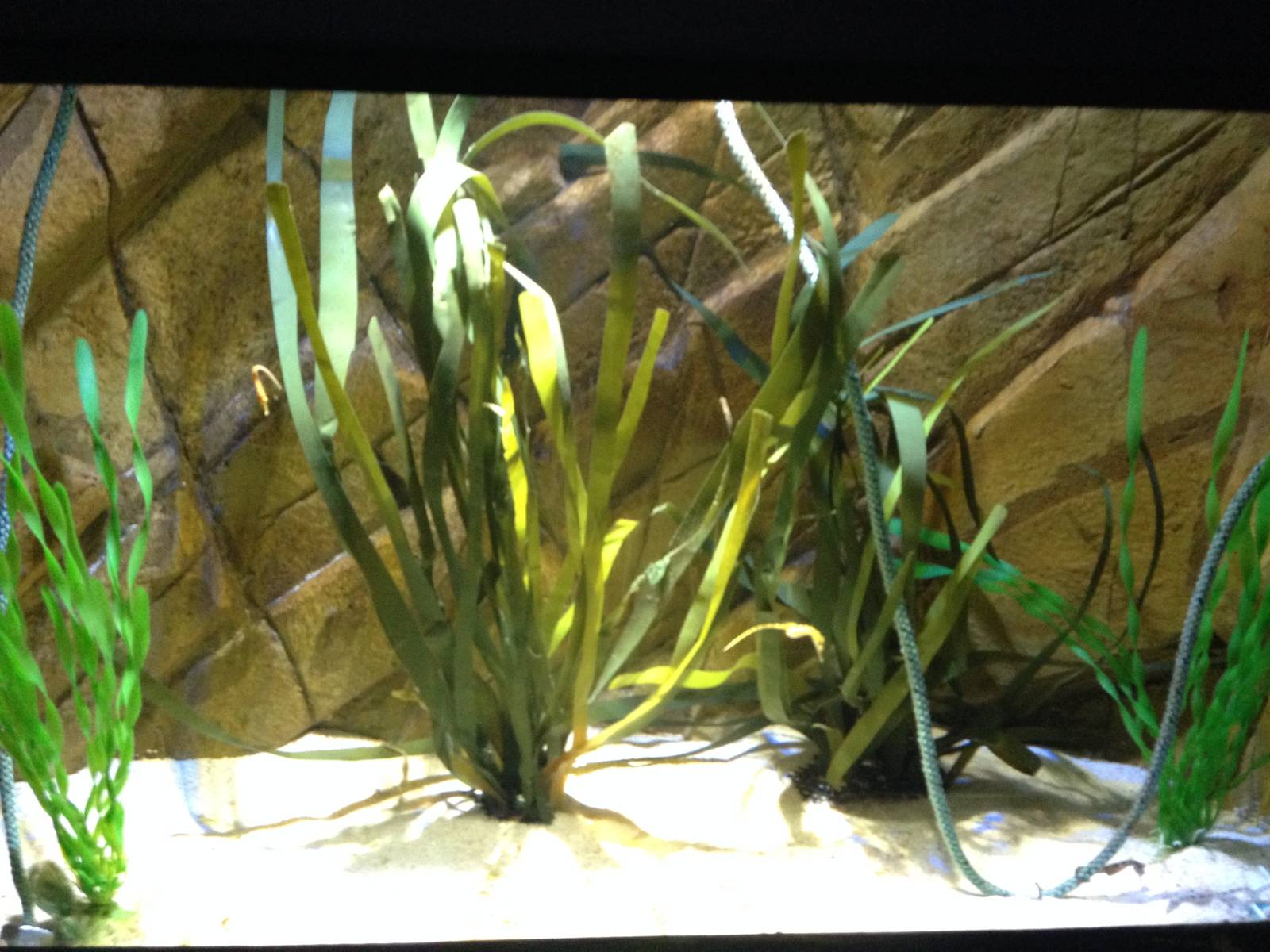 Sea Horse Nursery at Blue Planet Aquarium - 05/10/2013