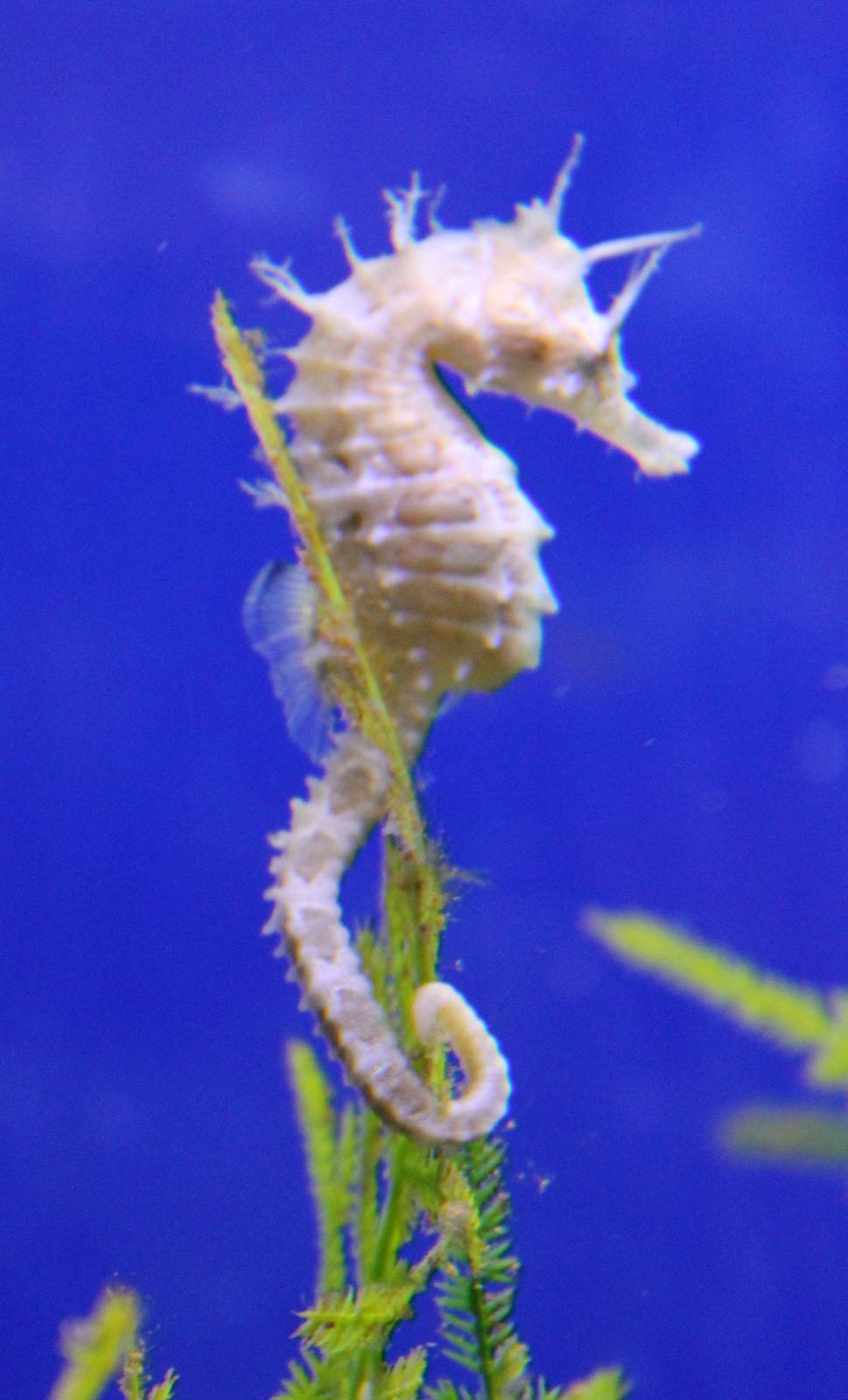 Sea horse species