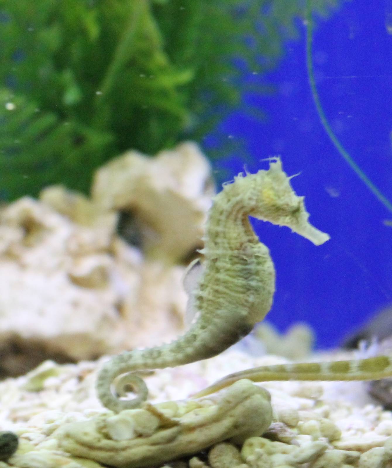 Sea horse species