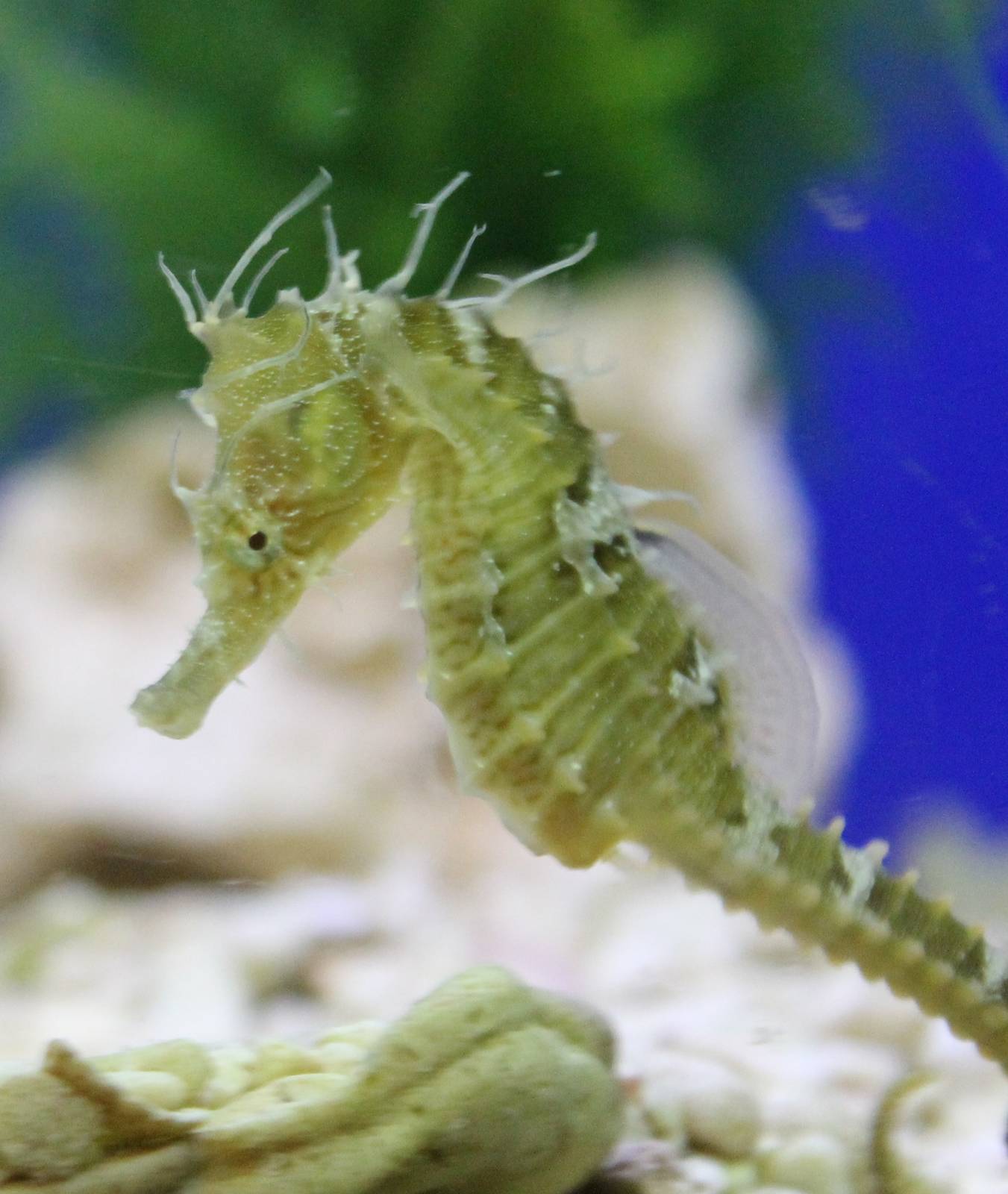 Sea horse species