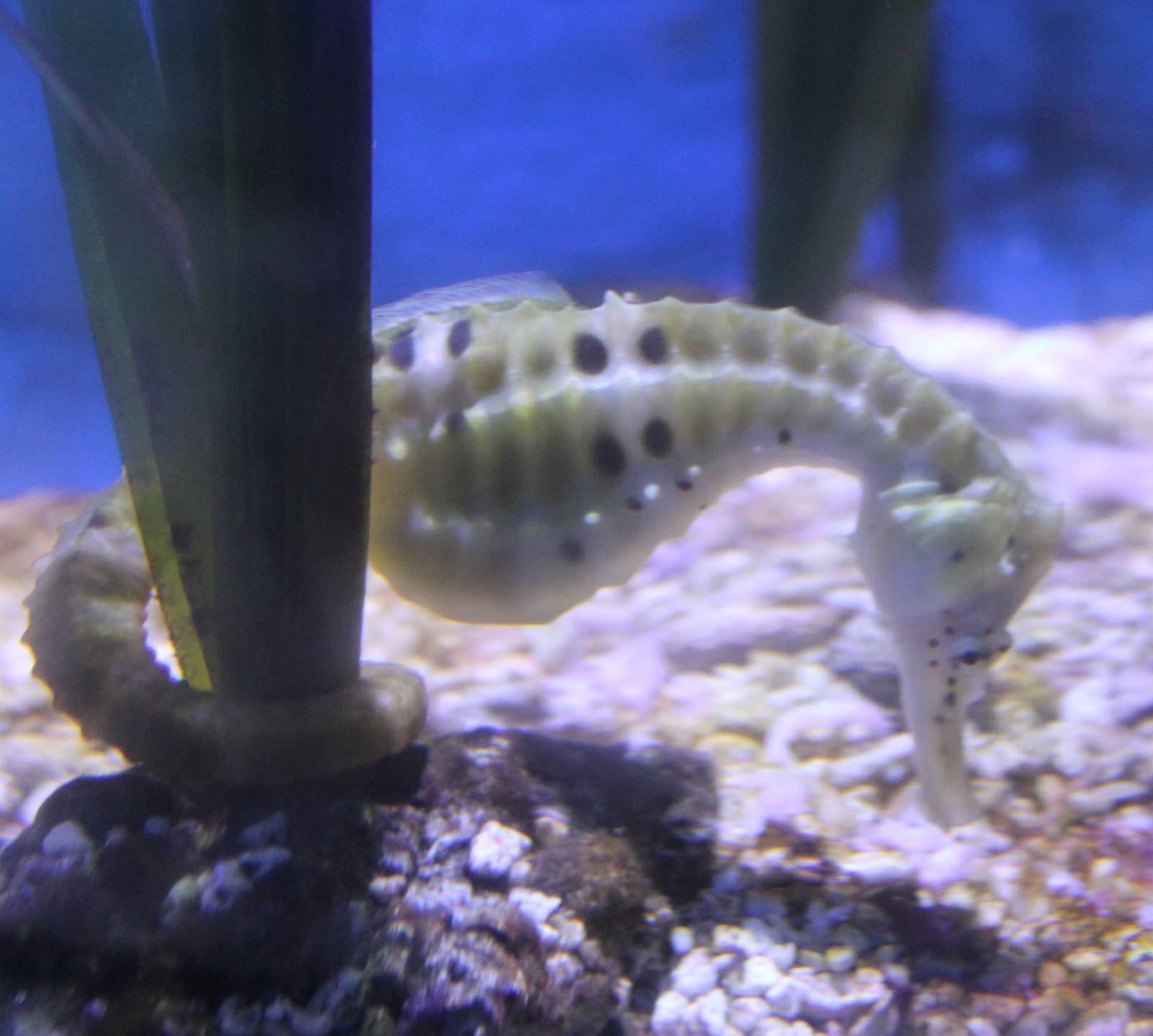 Sea horse species